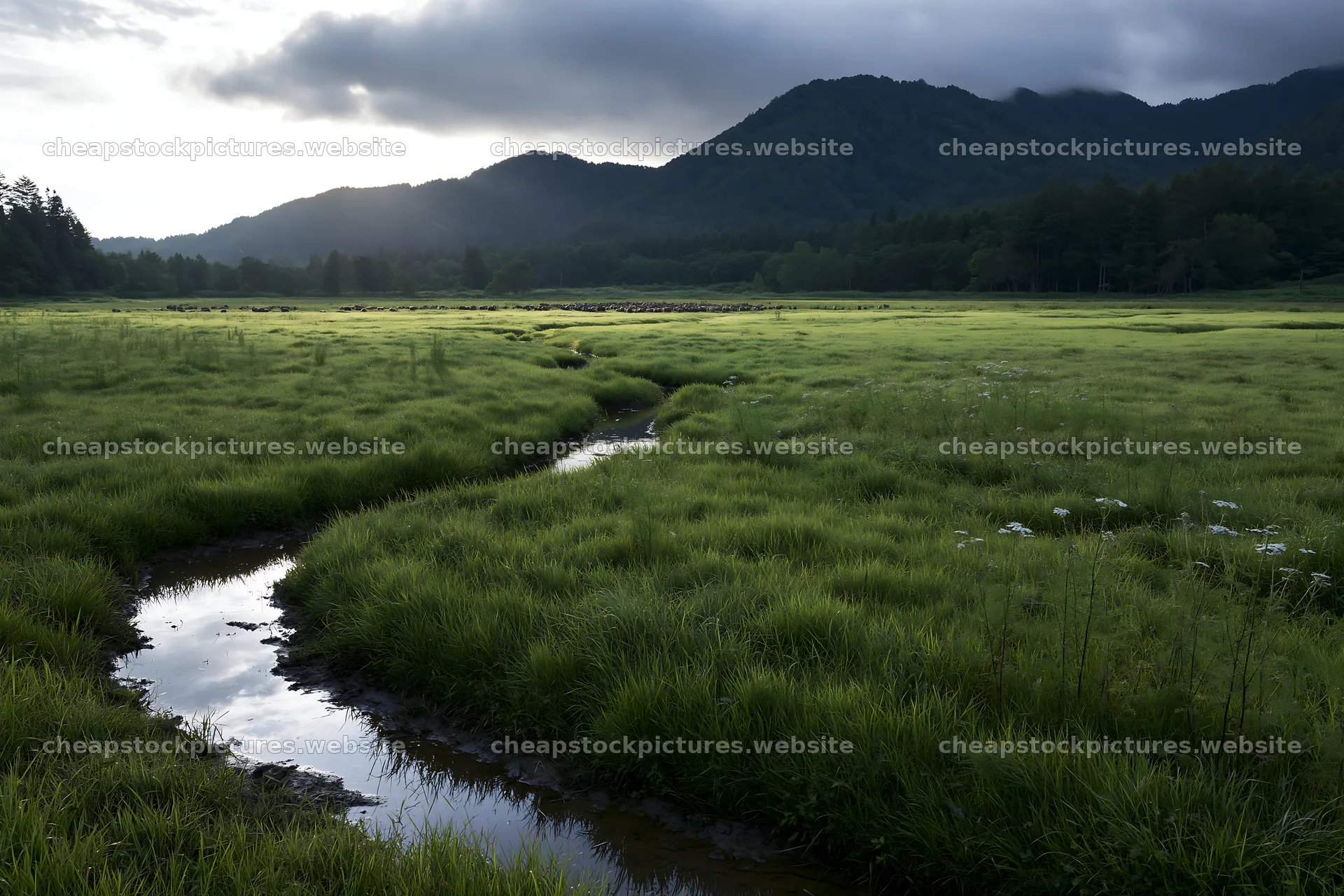 Shizuoka seasonal meadow after heavy rain – stock pictures 9722x6480