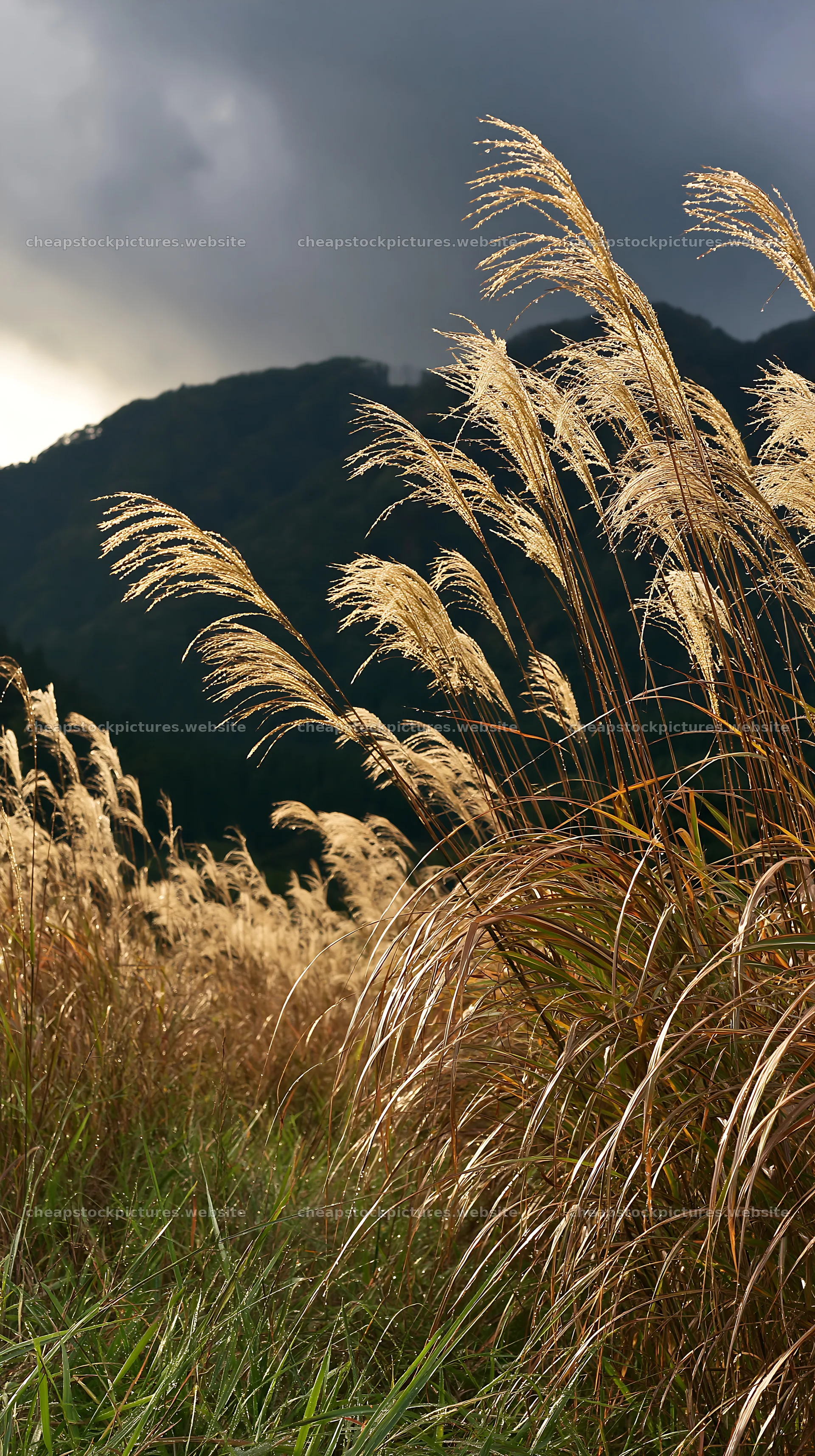 Fukui native grass meadow rain droplets – stock pictures 5938x10608