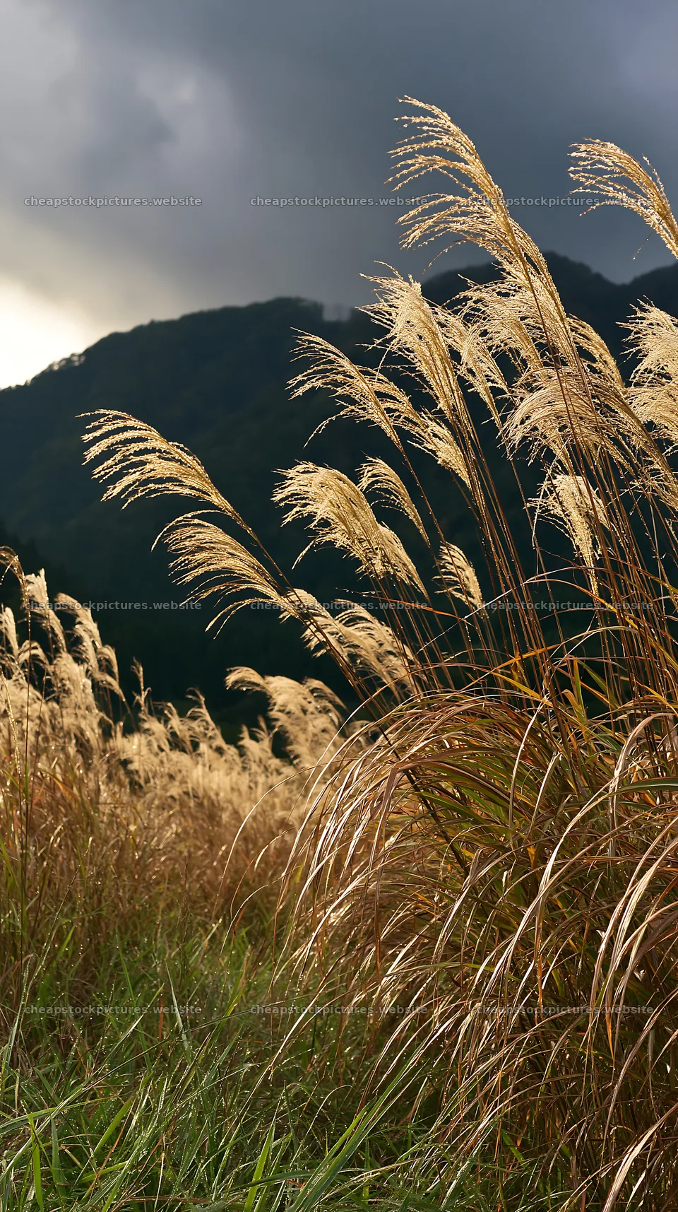 Fukui native grass meadow rain droplets – stock pictures 5938x10608