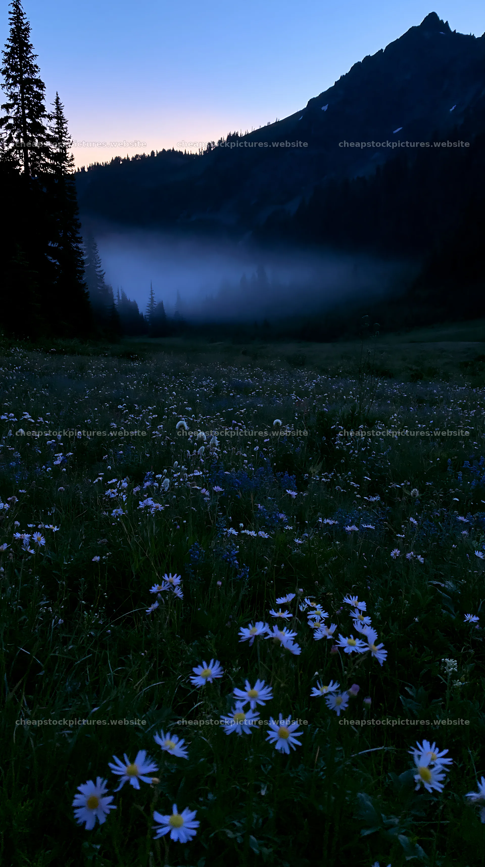 Meadow with wildflowers at dusk in a misty landscape – stock pictures 5938x10608