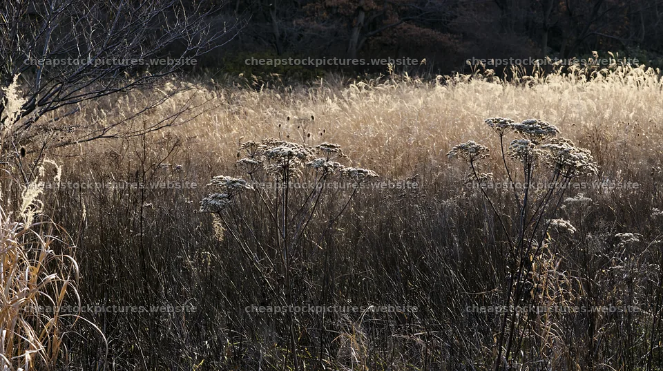 Tokyo urban biodiversity meadow with seedheads in sunlight – stock pictures 10608x5938