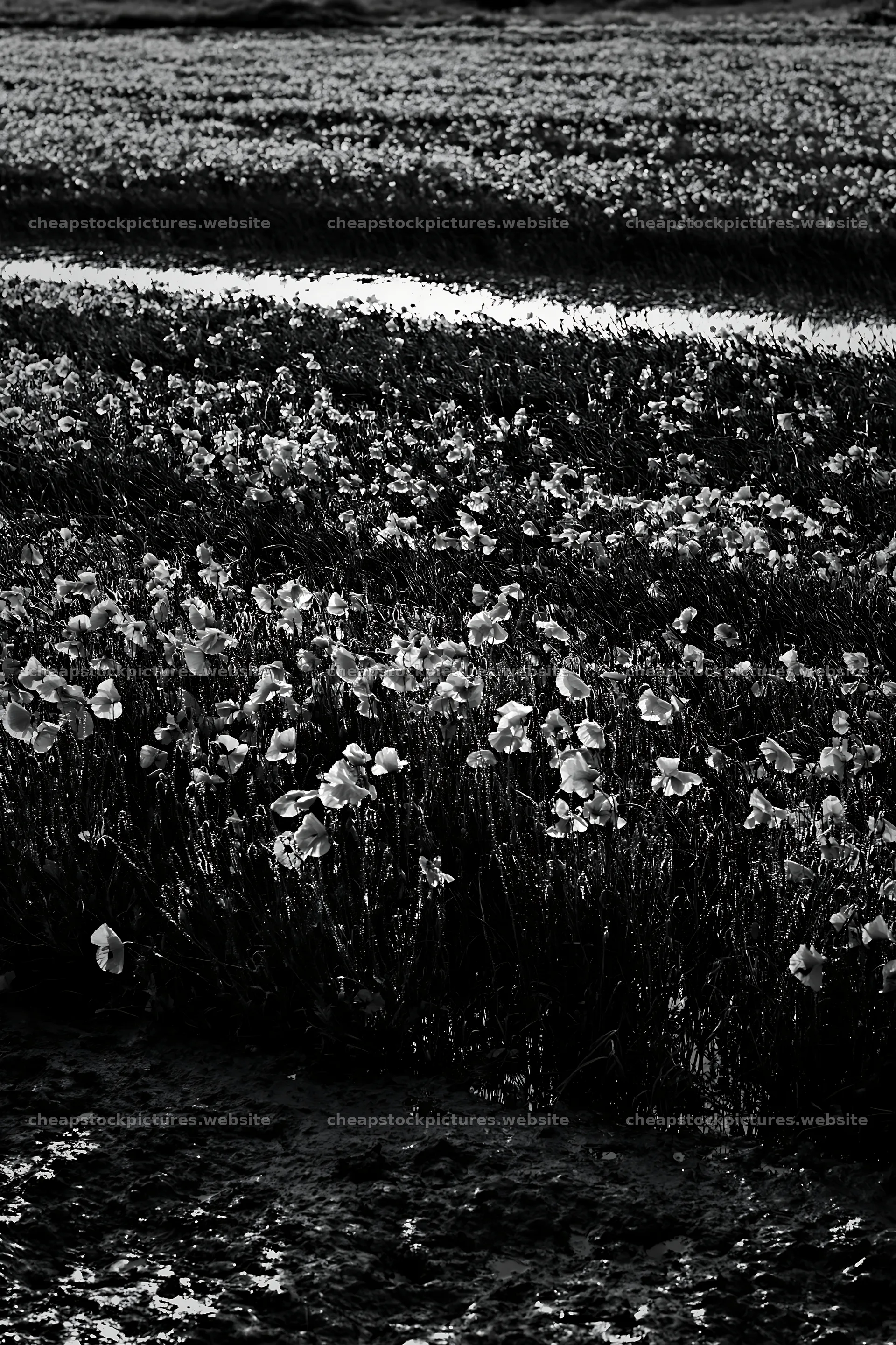 High contrast meadow with natural watercourse in black and white – stock pictures 6480x9722