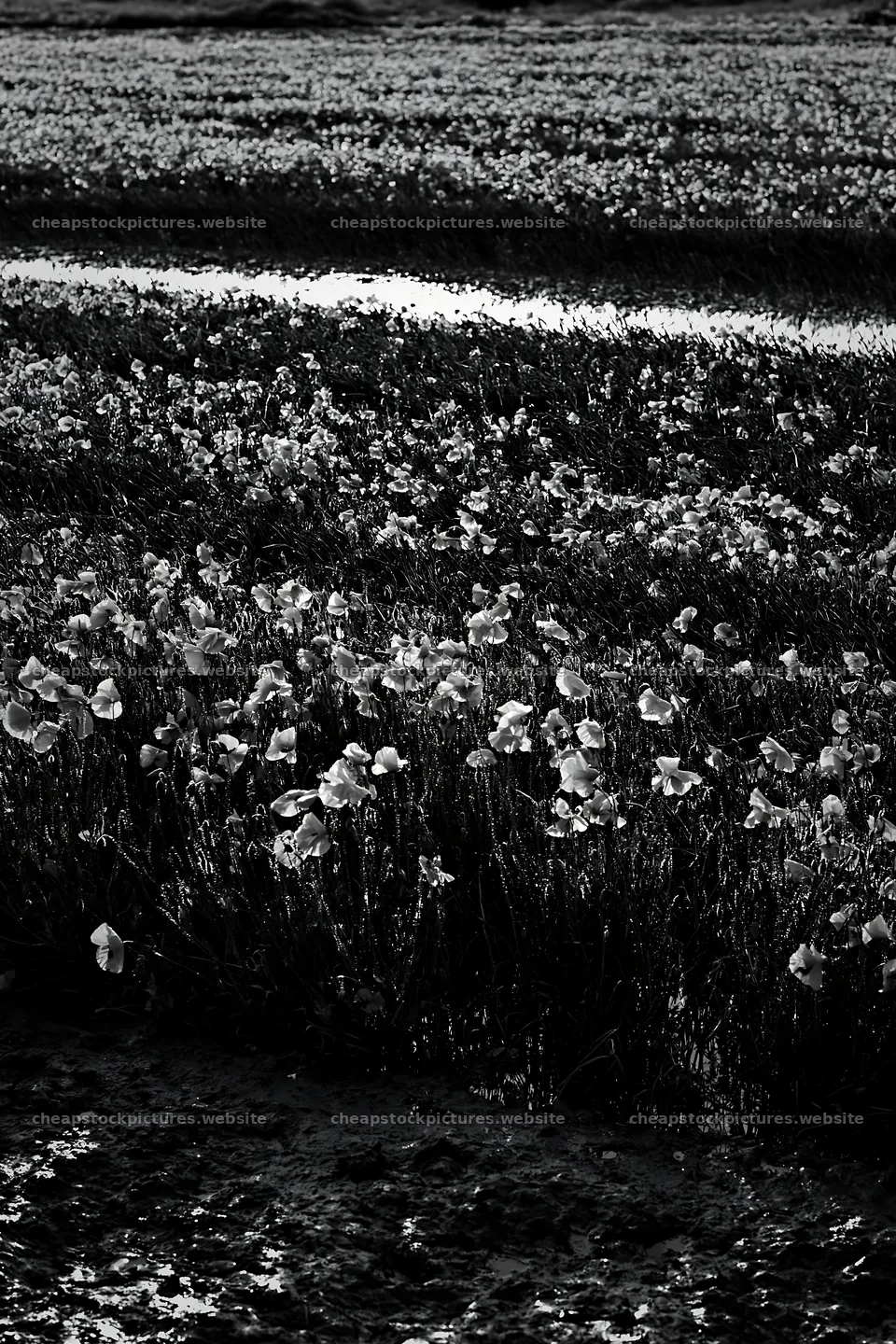High contrast meadow with natural watercourse in black and white – stock pictures 6480x9722