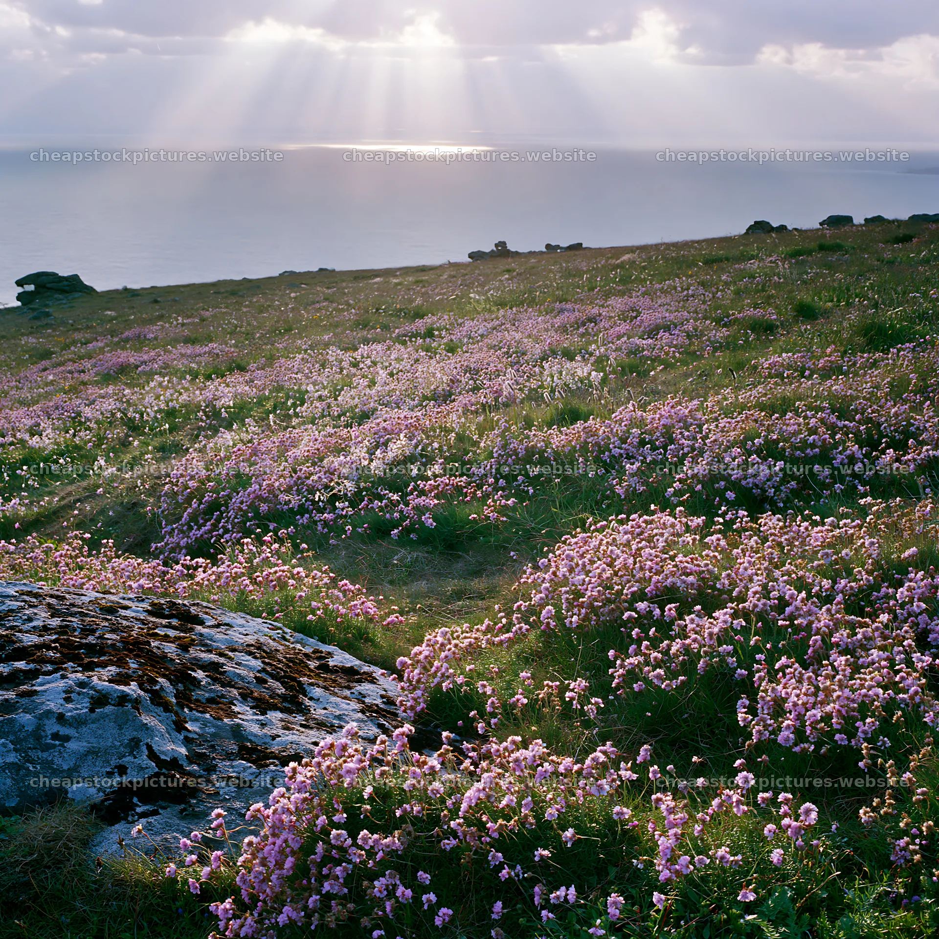 Crepuscular rays shining over a meadow with flowers – stock pictures 7938x7938