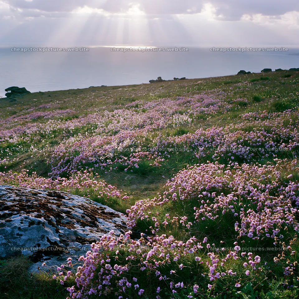 Crepuscular rays shining over a meadow with flowers – stock pictures 7938x7938
