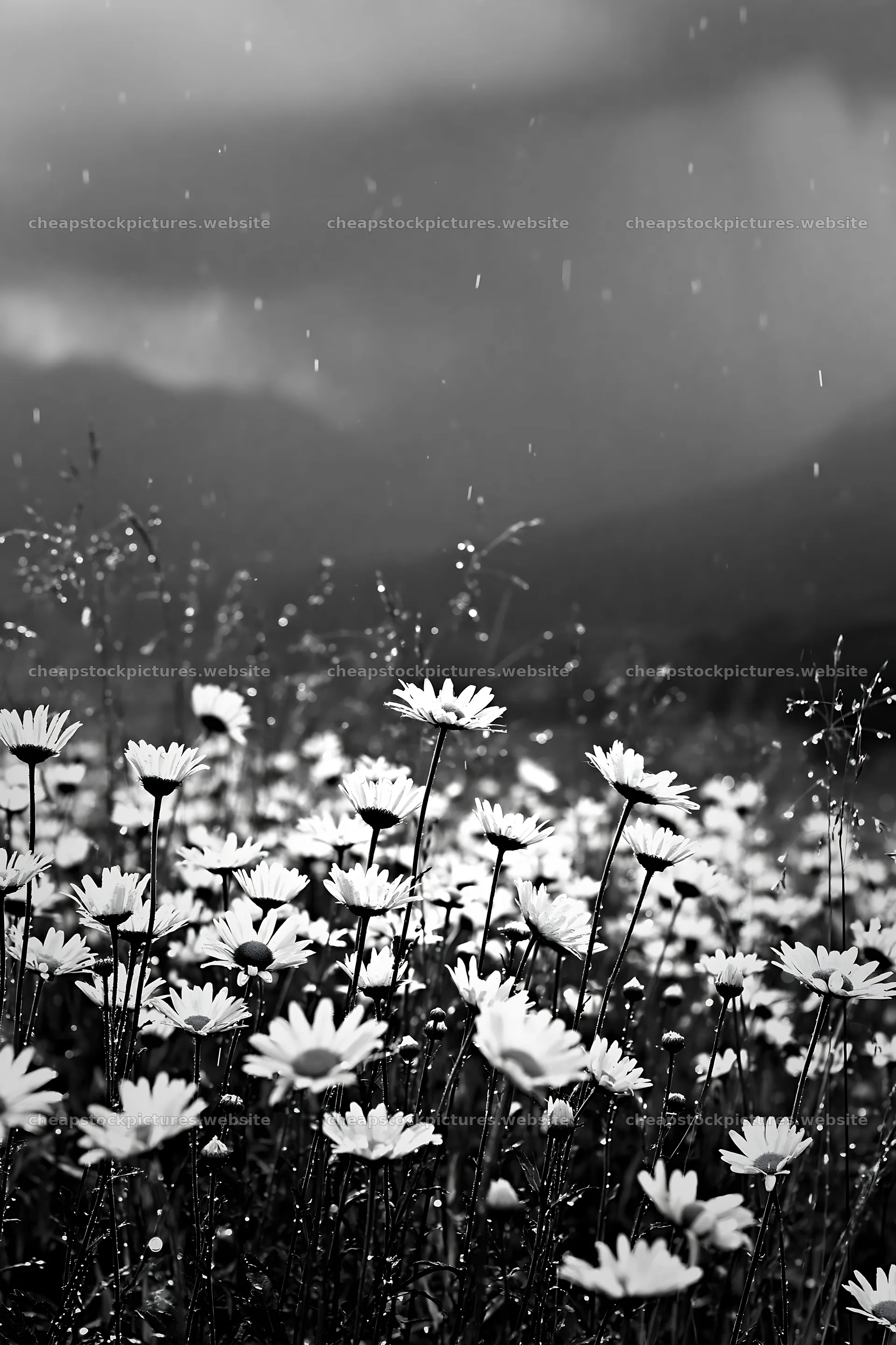 Rainy valley meadow with flowers during a downpour – stock pictures 6480x9722