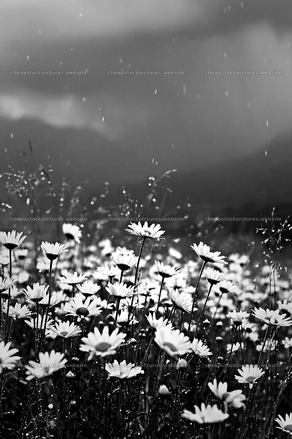 Rainy valley meadow with flowers during a downpour – stock pictures 6480x9722