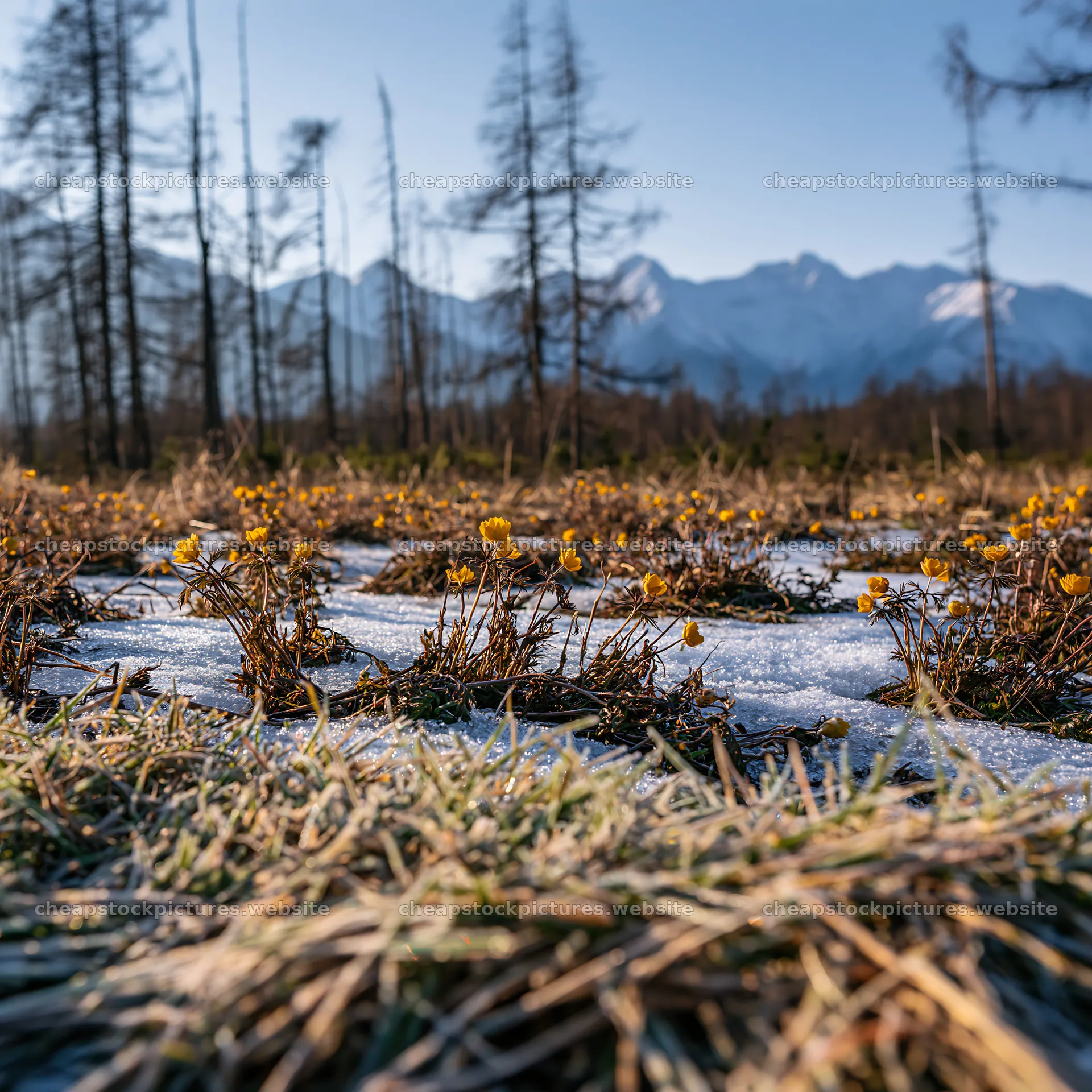 Blossoming flowers in Tatra mountains meadow during spring snowmelt – stock pictures 7938x7938