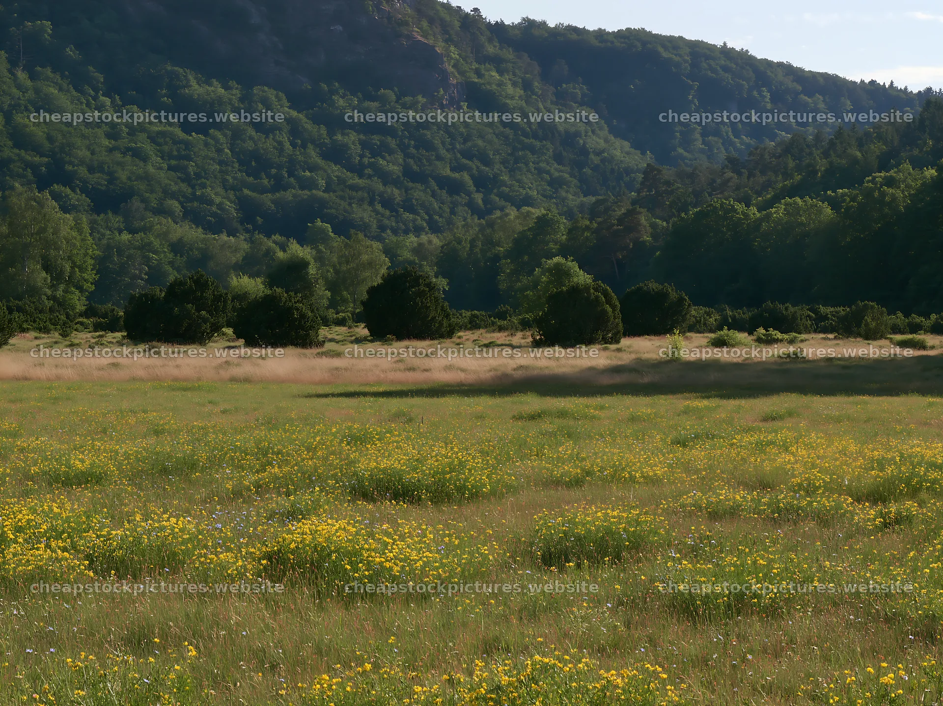 Sainfoin chicory meadow in a hilly landscape during daytime – stock pictures 9174x6866