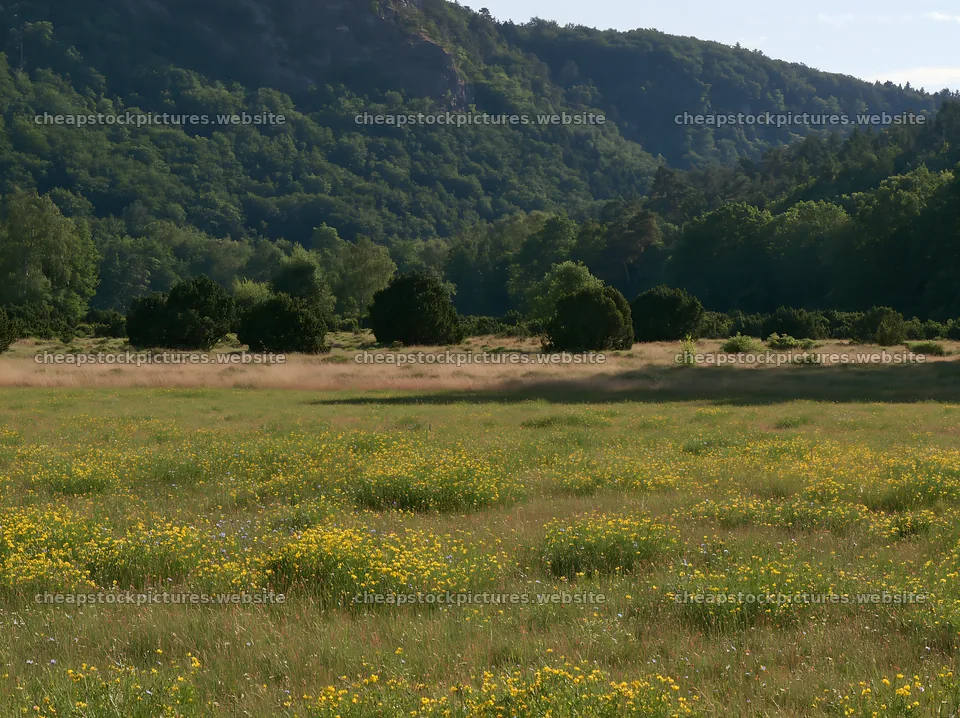 Sainfoin chicory meadow in a hilly landscape during daytime – stock pictures 9174x6866