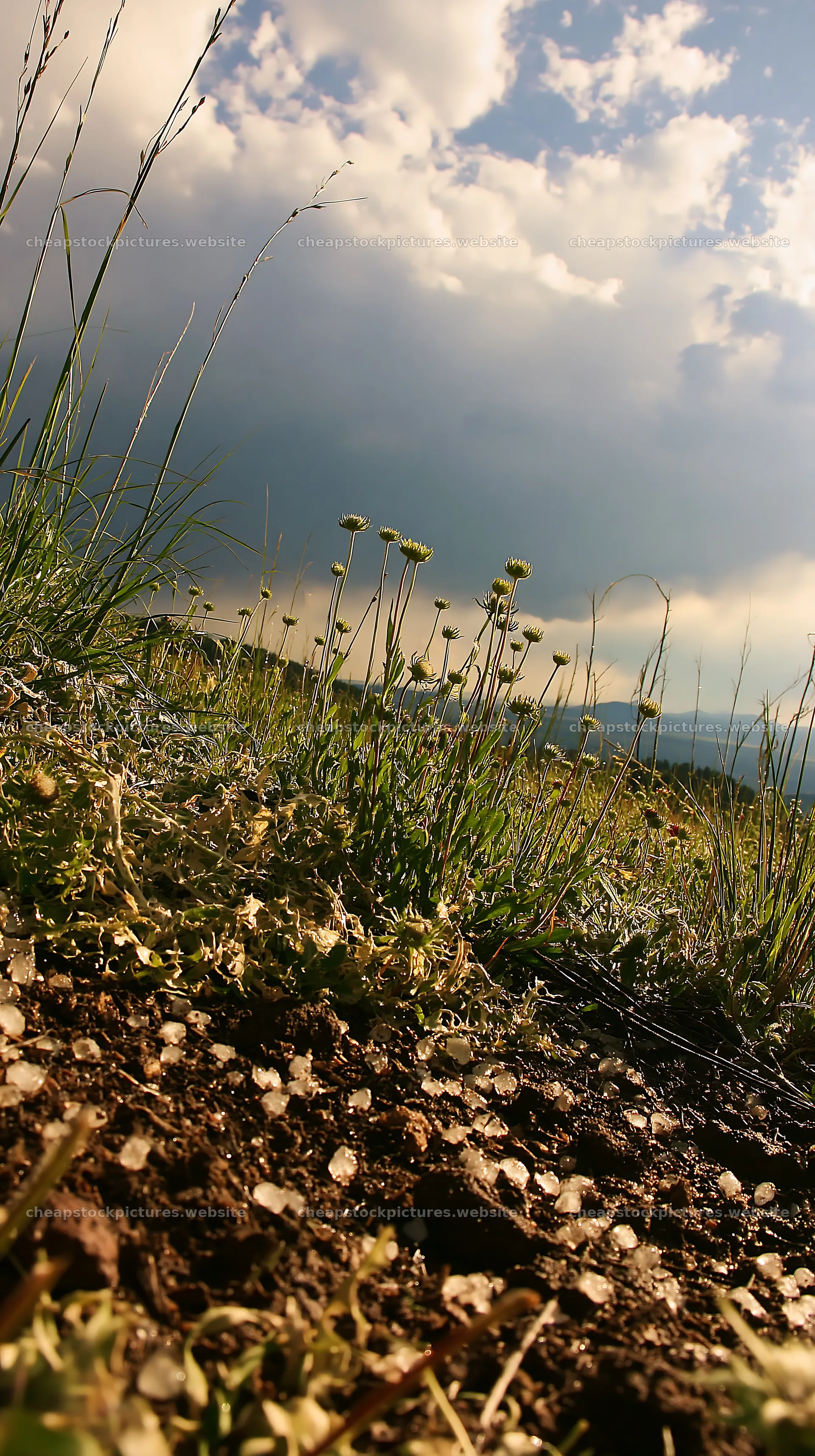 Meadow with grass and flowers under cloudy sky – stock pictures 5938x10608