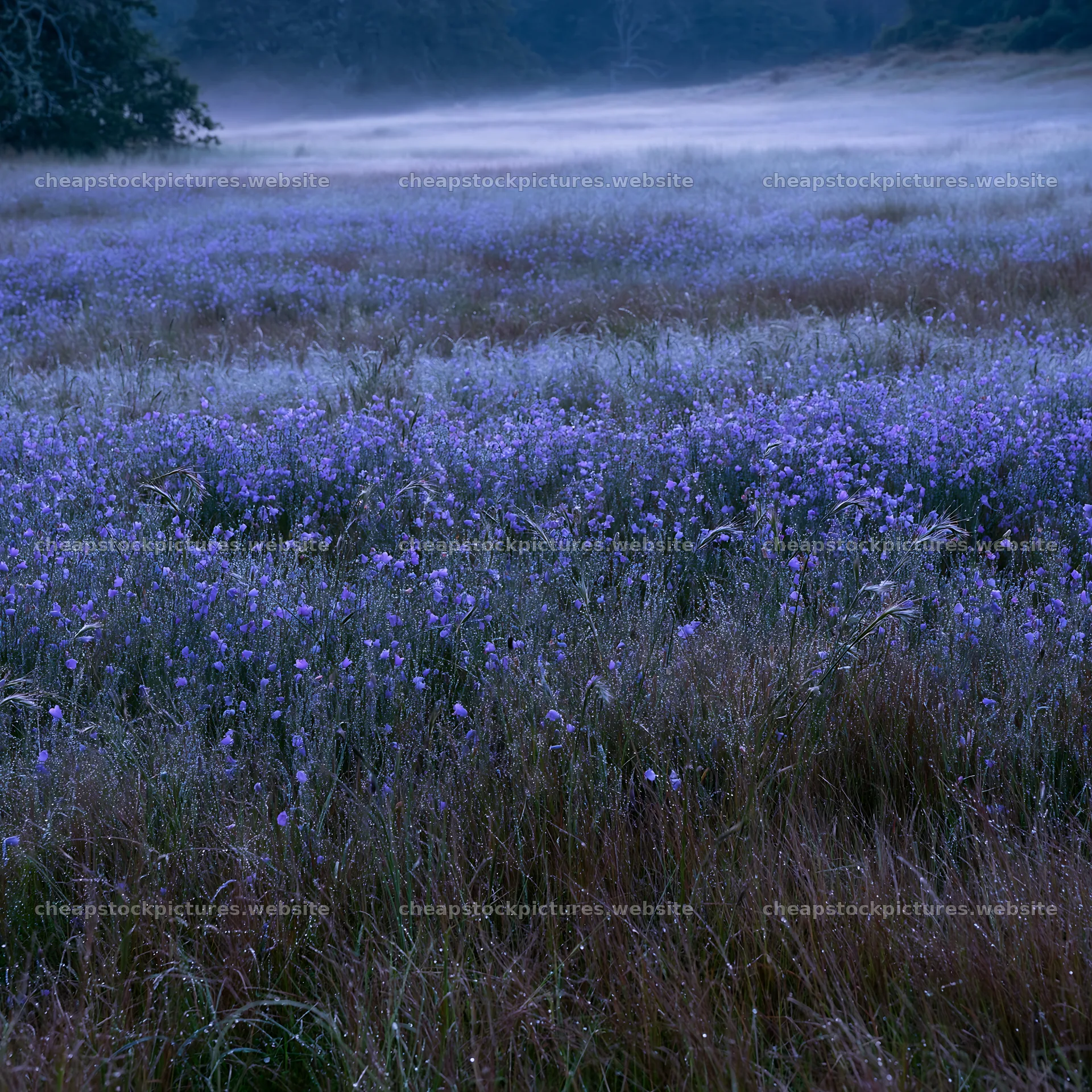 Silver dew meadow with purple flowers under morning light – stock pictures 7938x7938