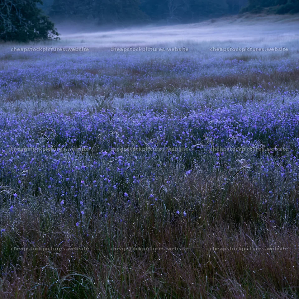 Silver dew meadow with purple flowers under morning light – stock pictures 7938x7938