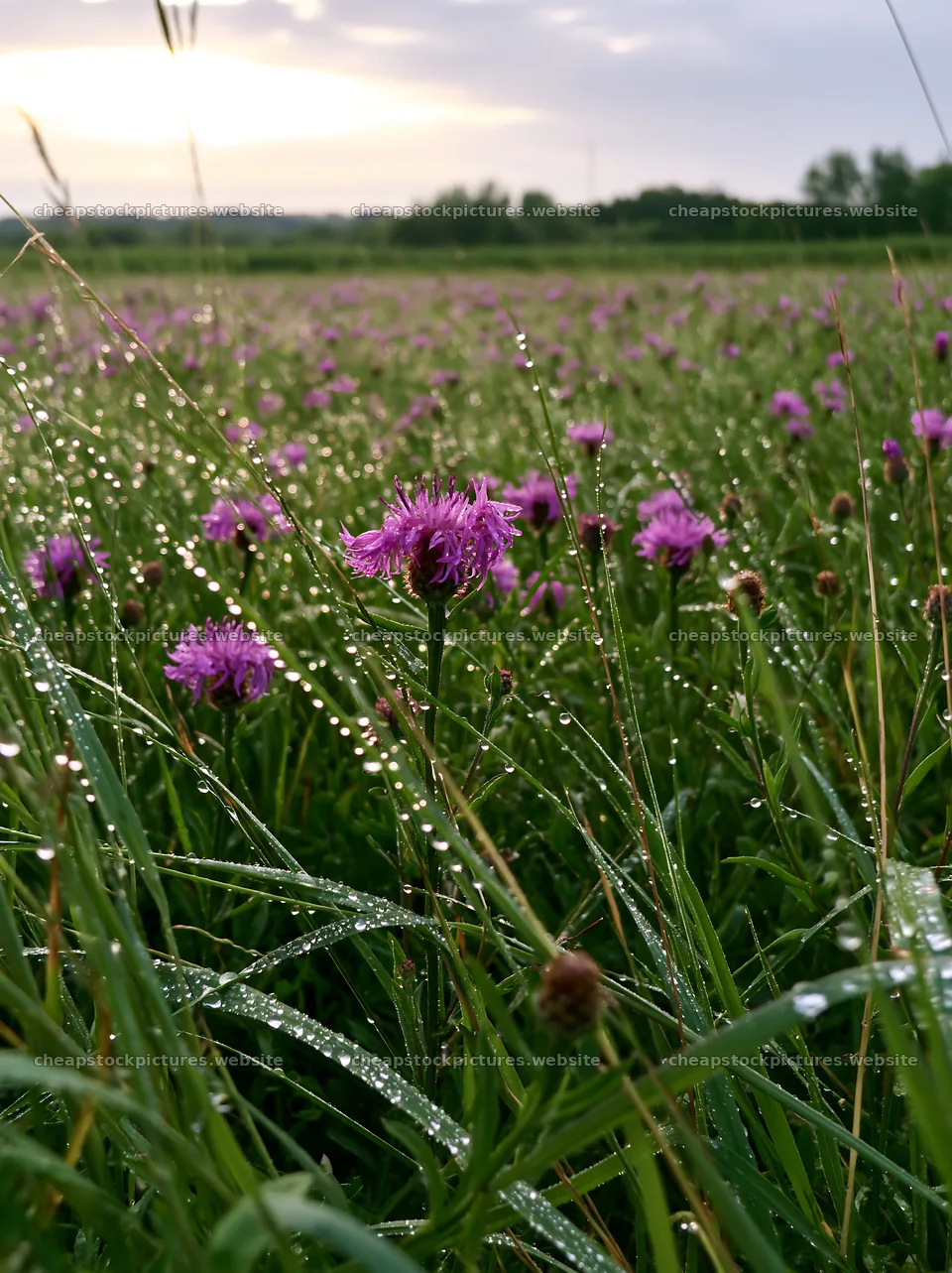 Violet knapweed meadow with morning dew in rural landscape – stock pictures 6866x9174