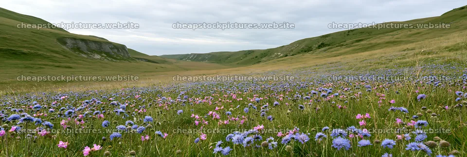 Cloudy chalk grassland meadow with wildflowers in bloom – stock pictures 13690x4602