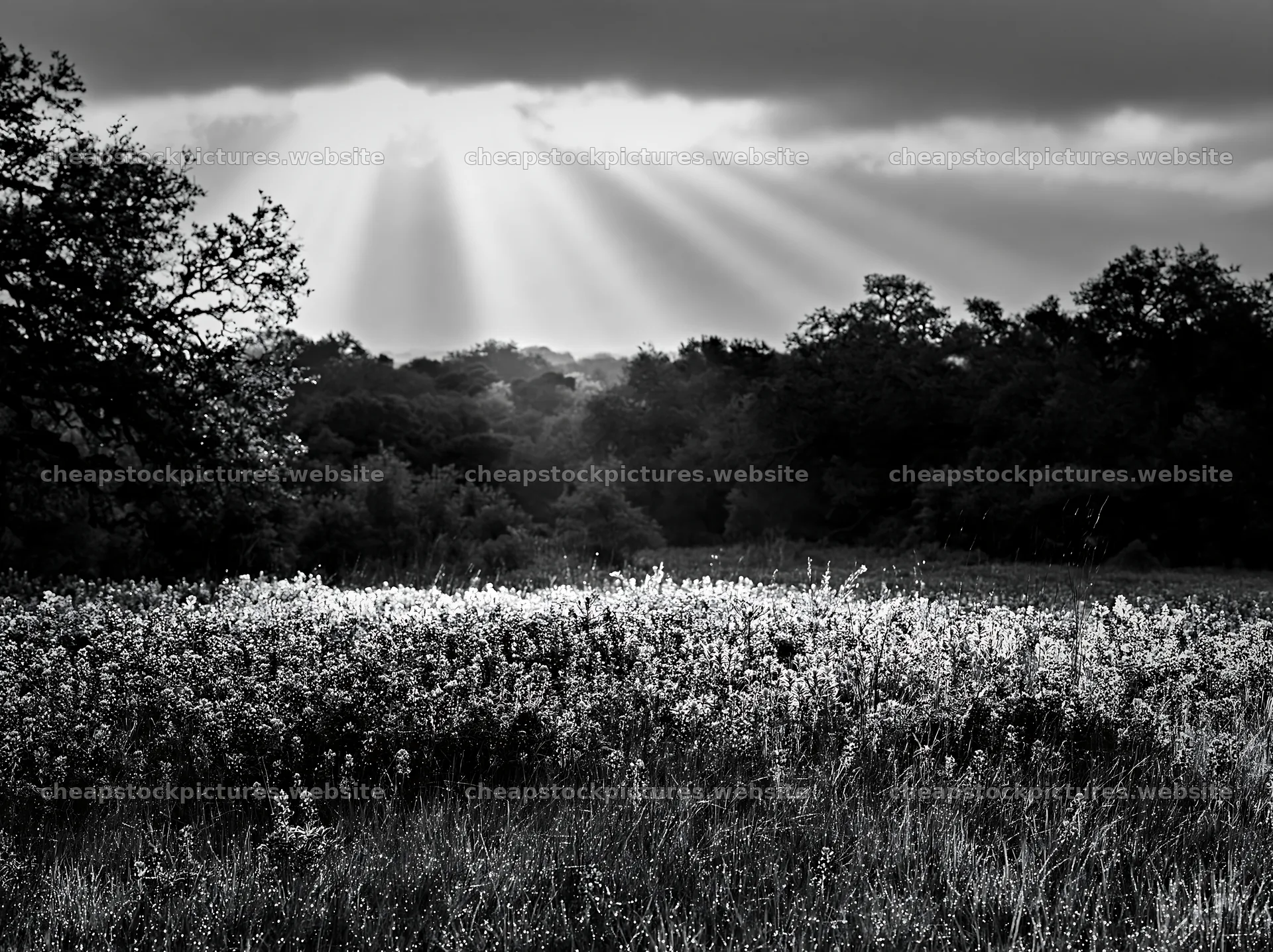 Crepuscular rays shining over a meadow in black and white – stock pictures 9174x6866