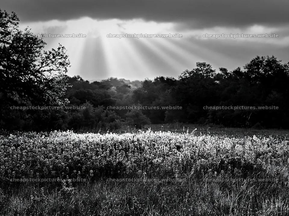 Crepuscular rays shining over a meadow in black and white – stock pictures 9174x6866
