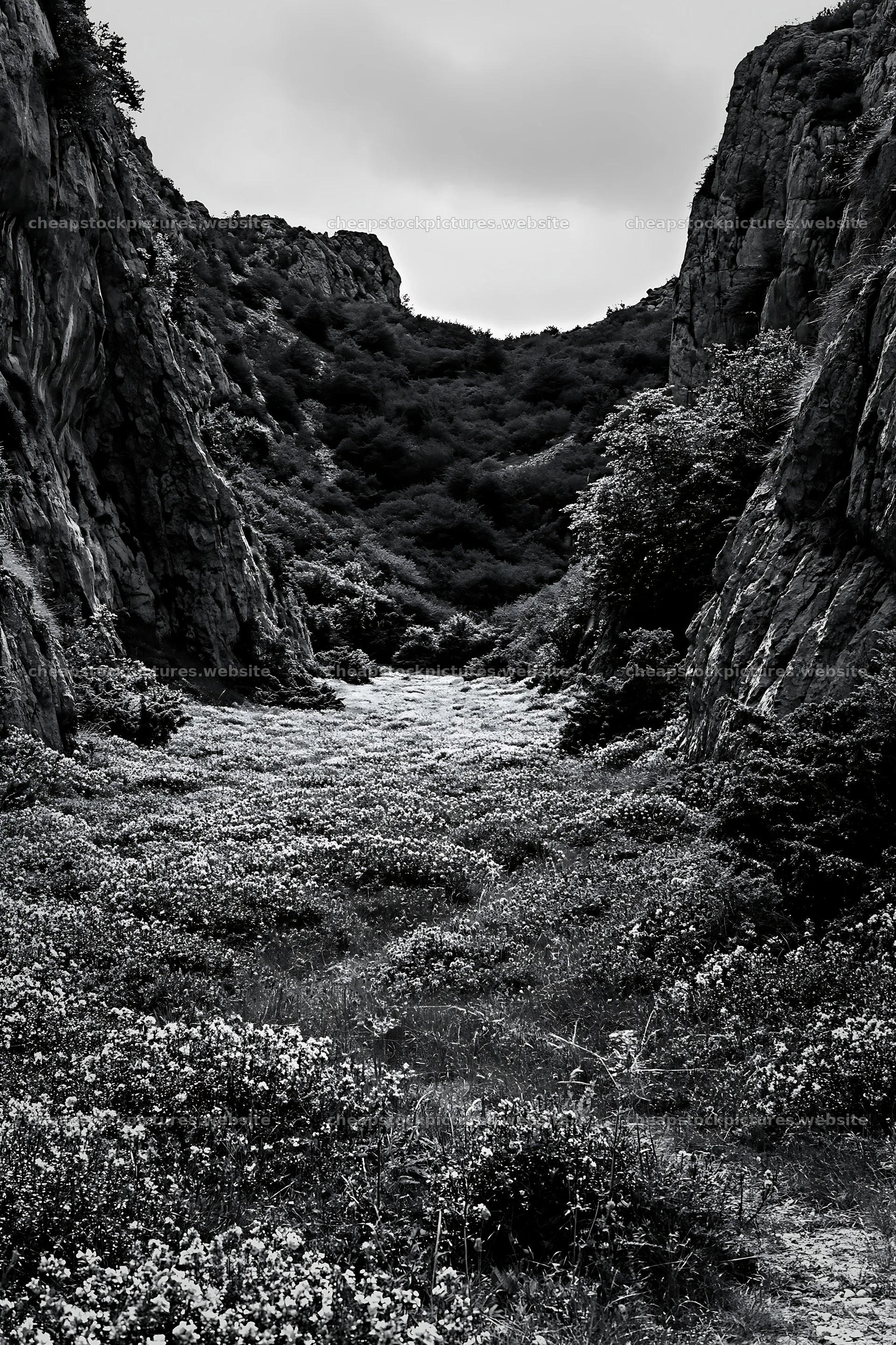 Cloudy rockrose meadow with rocky hills in the background – stock pictures 6480x9722