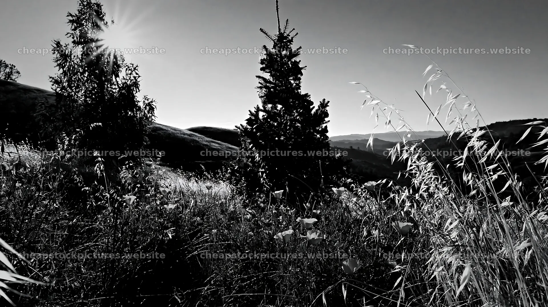 Christmas tree in meadow with ornaments against mountain backdrop – stock pictures 10608x5938