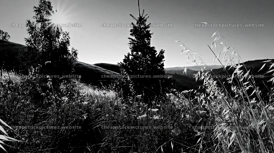 Christmas tree in meadow with ornaments against mountain backdrop – stock pictures 10608x5938