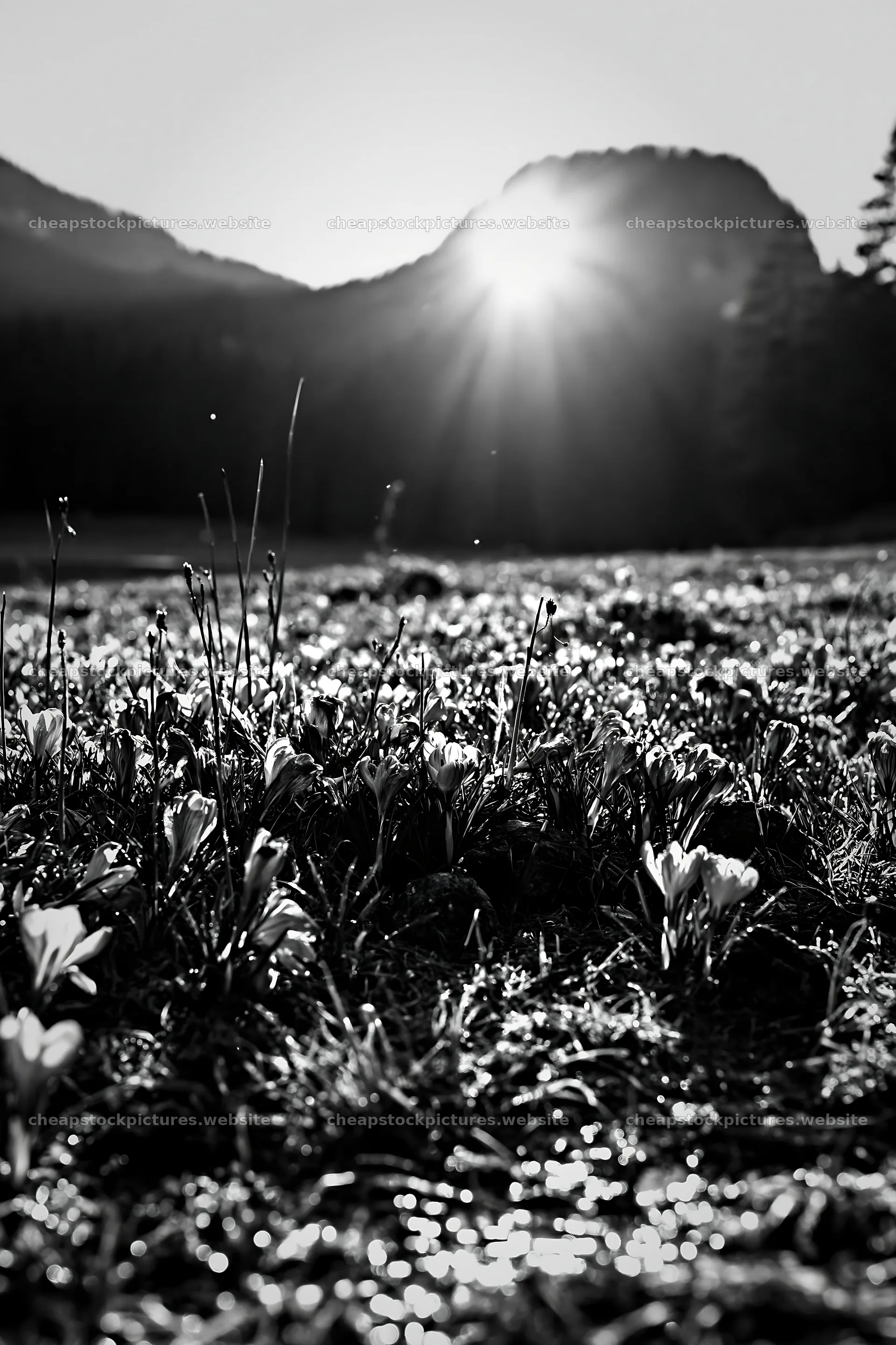 Meadow with crocuses in sunlight under mountain backdrop – stock pictures 6480x9722