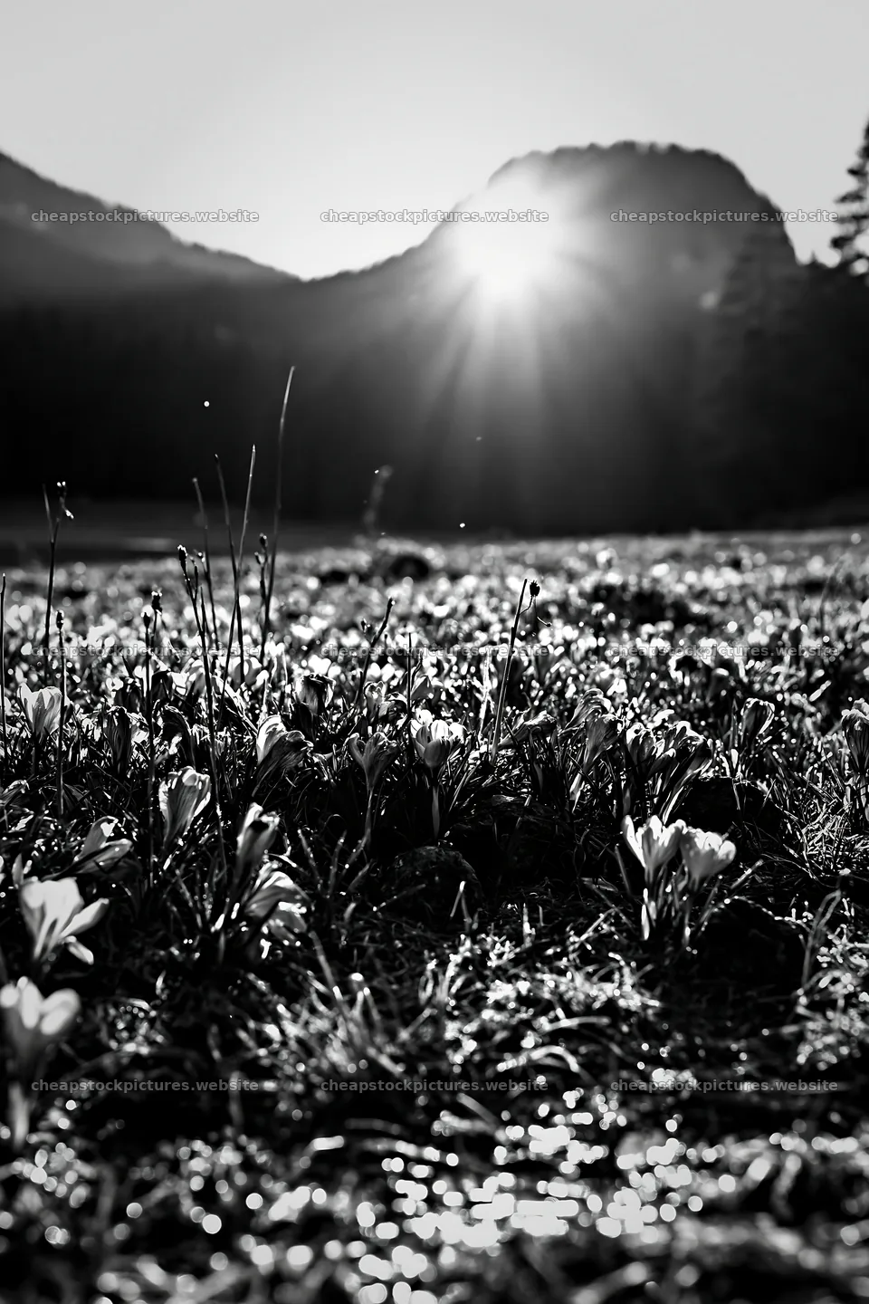 Meadow with crocuses in sunlight under mountain backdrop – stock pictures 6480x9722