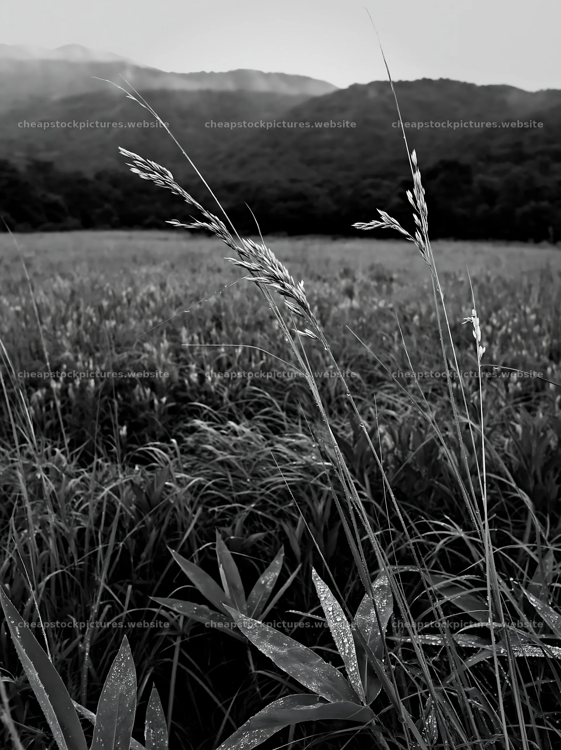 Iwate rain refreshed meadow seedhead foreground – stock pictures 6866x9174
