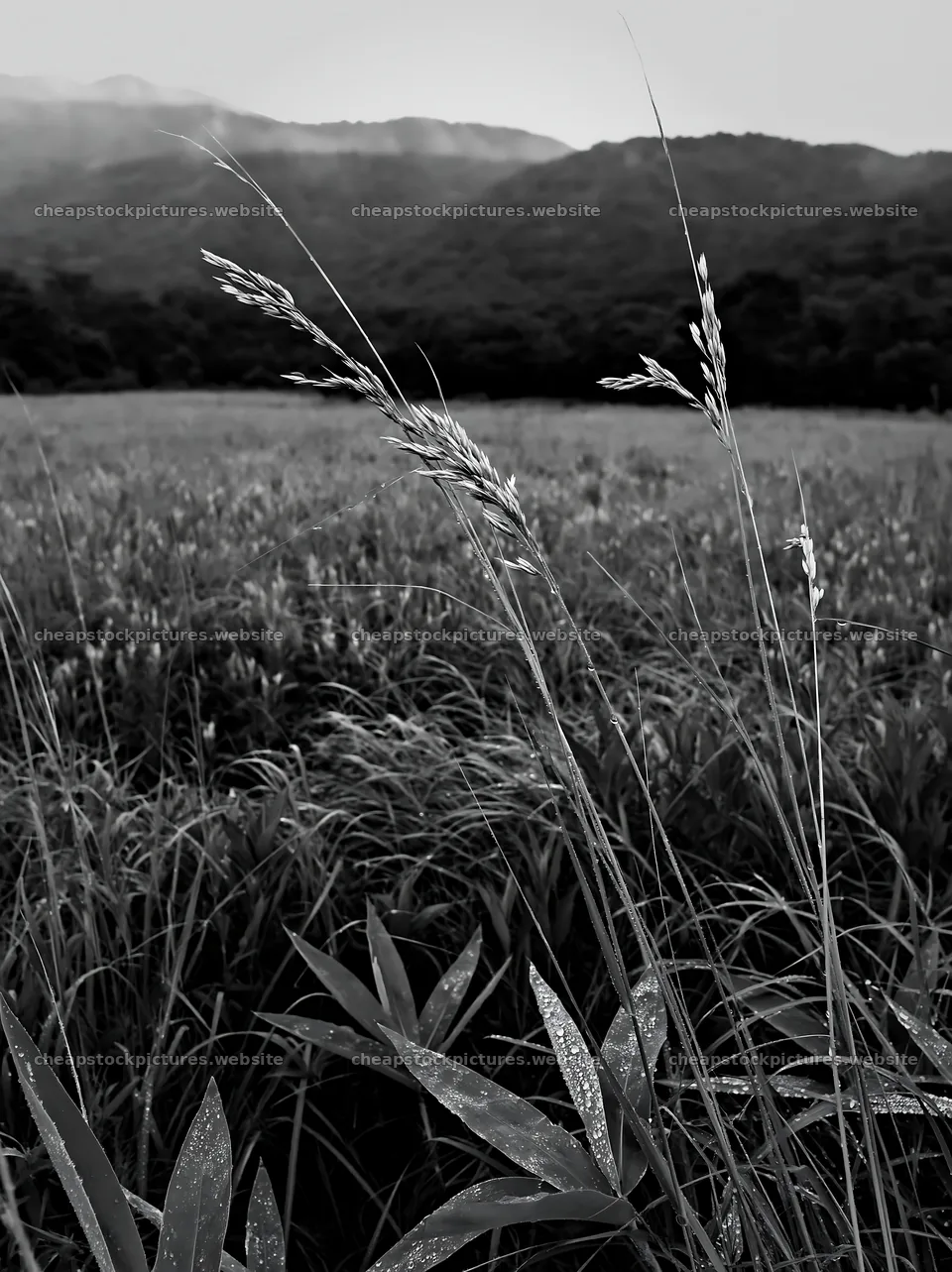 Iwate rain refreshed meadow seedhead foreground – stock pictures 6866x9174