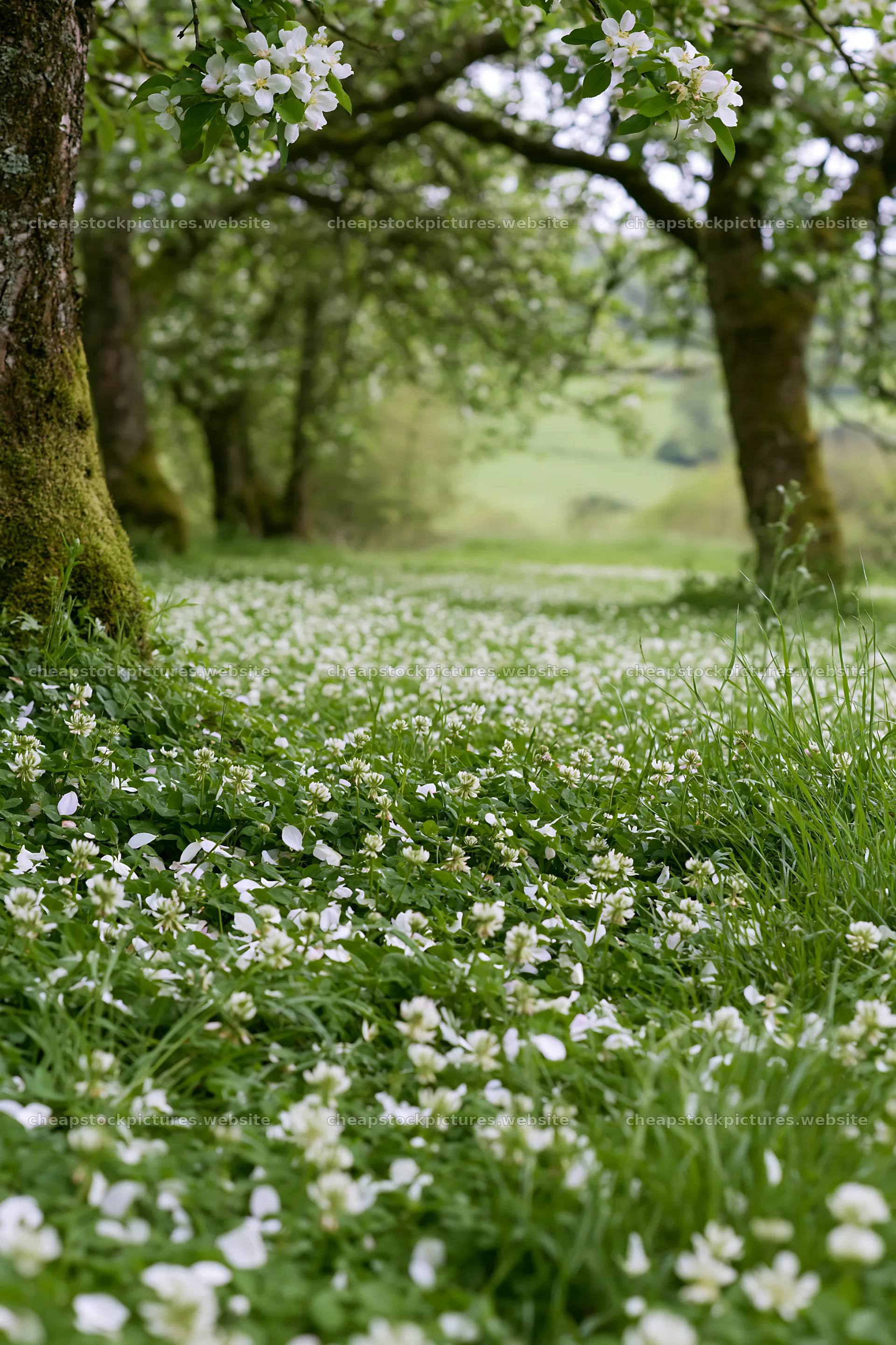 Clover and apple trees in a meadow during springtime – stock pictures 6480x9722
