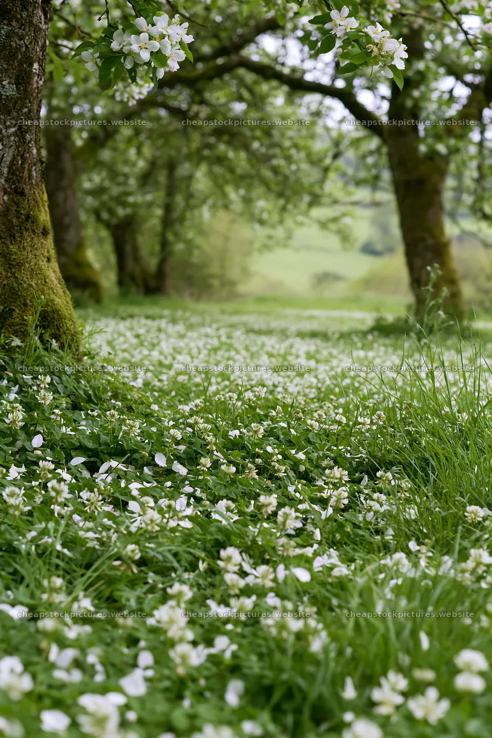 Clover and apple trees in a meadow during springtime – stock pictures 6480x9722