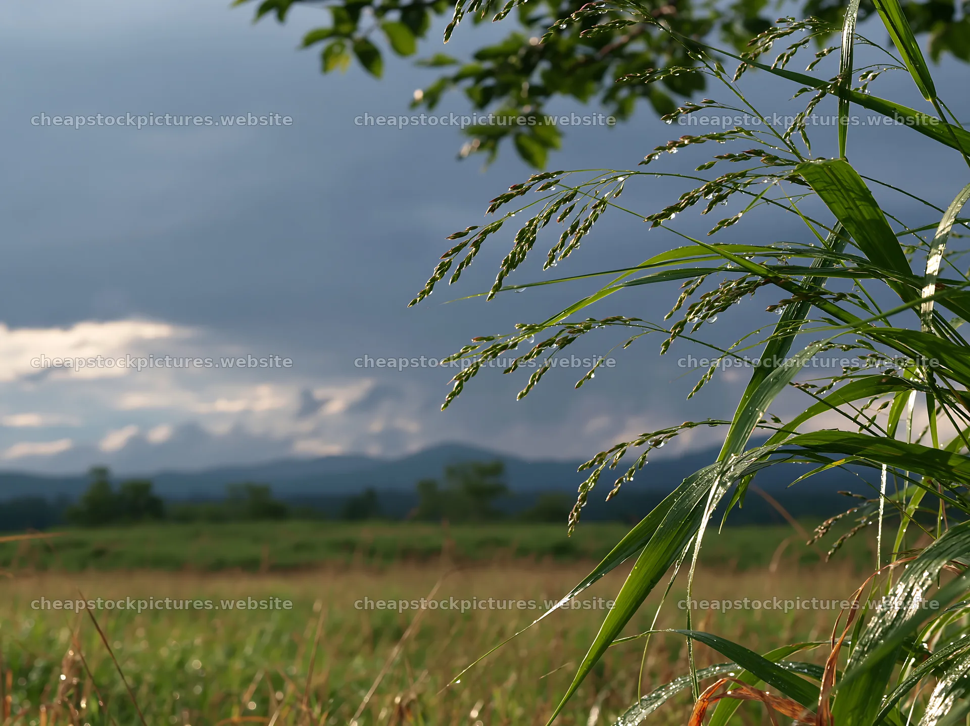 Iwate rain refreshed meadow seedhead foreground – stock pictures 9174x6866