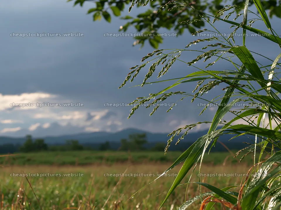 Iwate rain refreshed meadow seedhead foreground – stock pictures 9174x6866