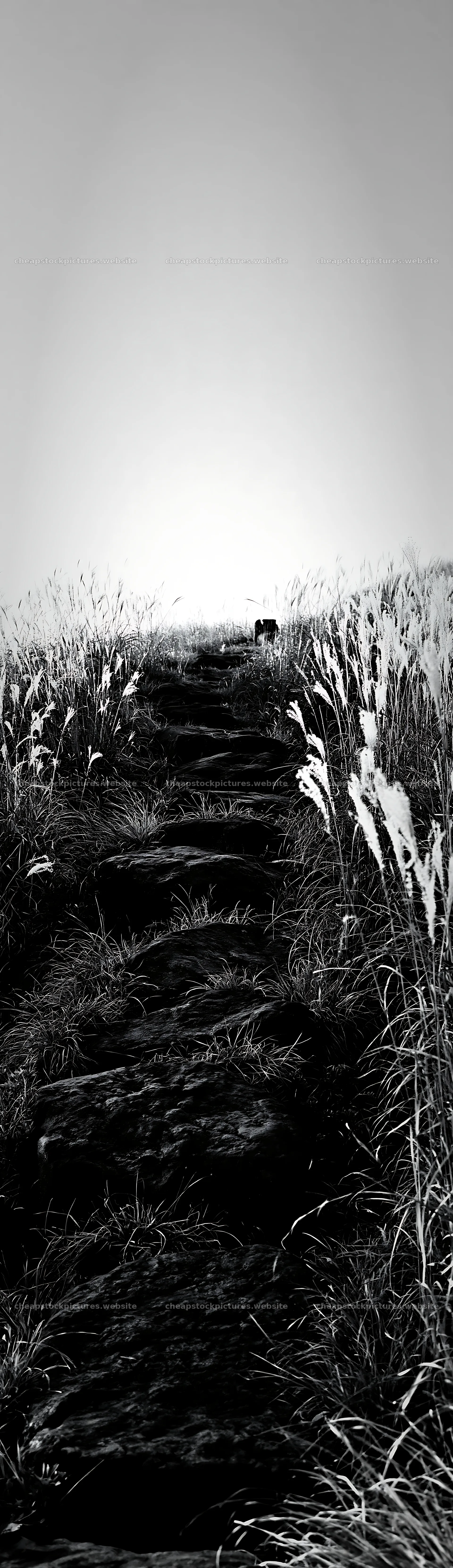 Rewilded akita silver grass meadow with stones in black and white – stock pictures 4268x14762