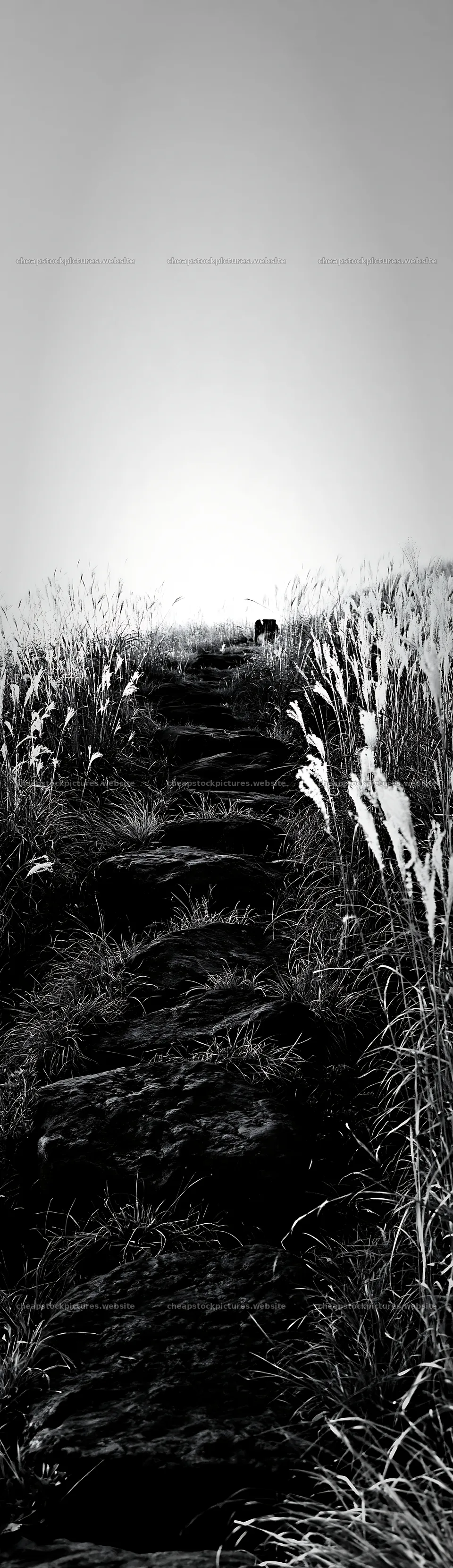 Rewilded akita silver grass meadow with stones in black and white – stock pictures 4268x14762