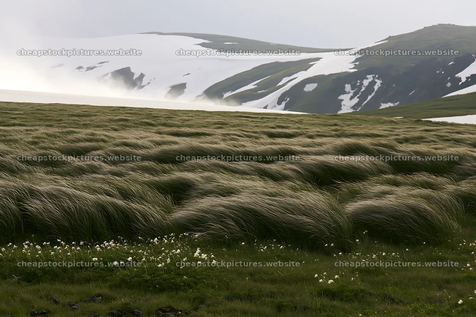 Akita meadow with snowmelt and silver grasses – stock pictures 9722x6480