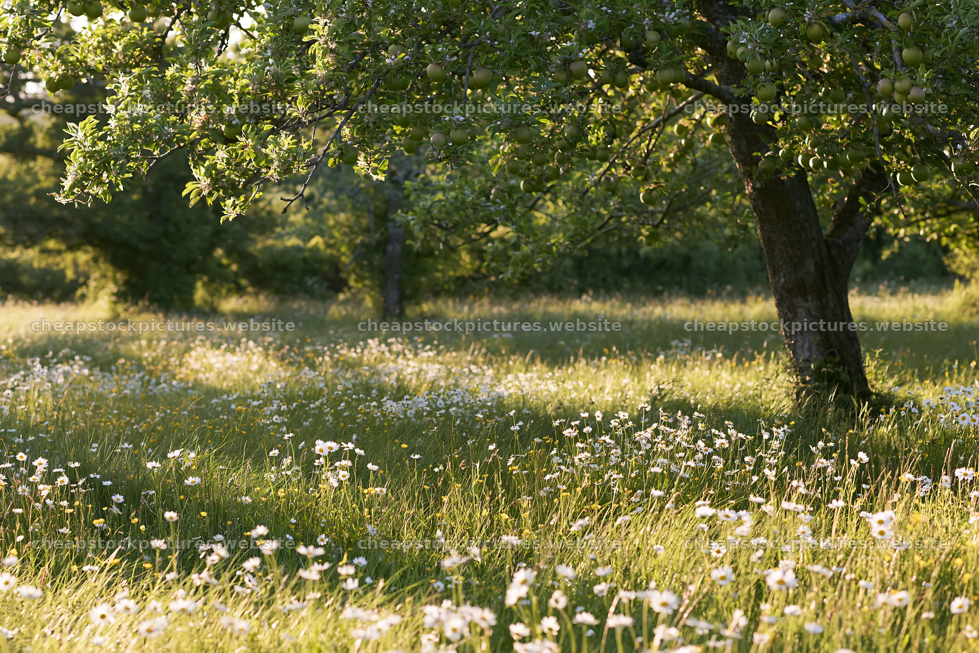 Seaside orchard meadow with trees and wildflowers – stock pictures 9722x6480