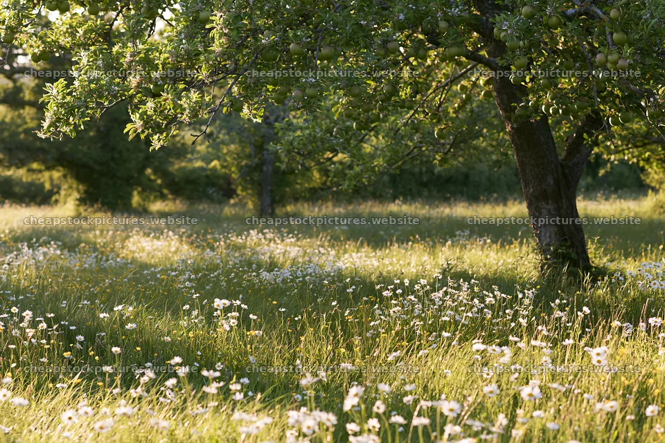 Seaside orchard meadow with trees and wildflowers – stock pictures 9722x6480