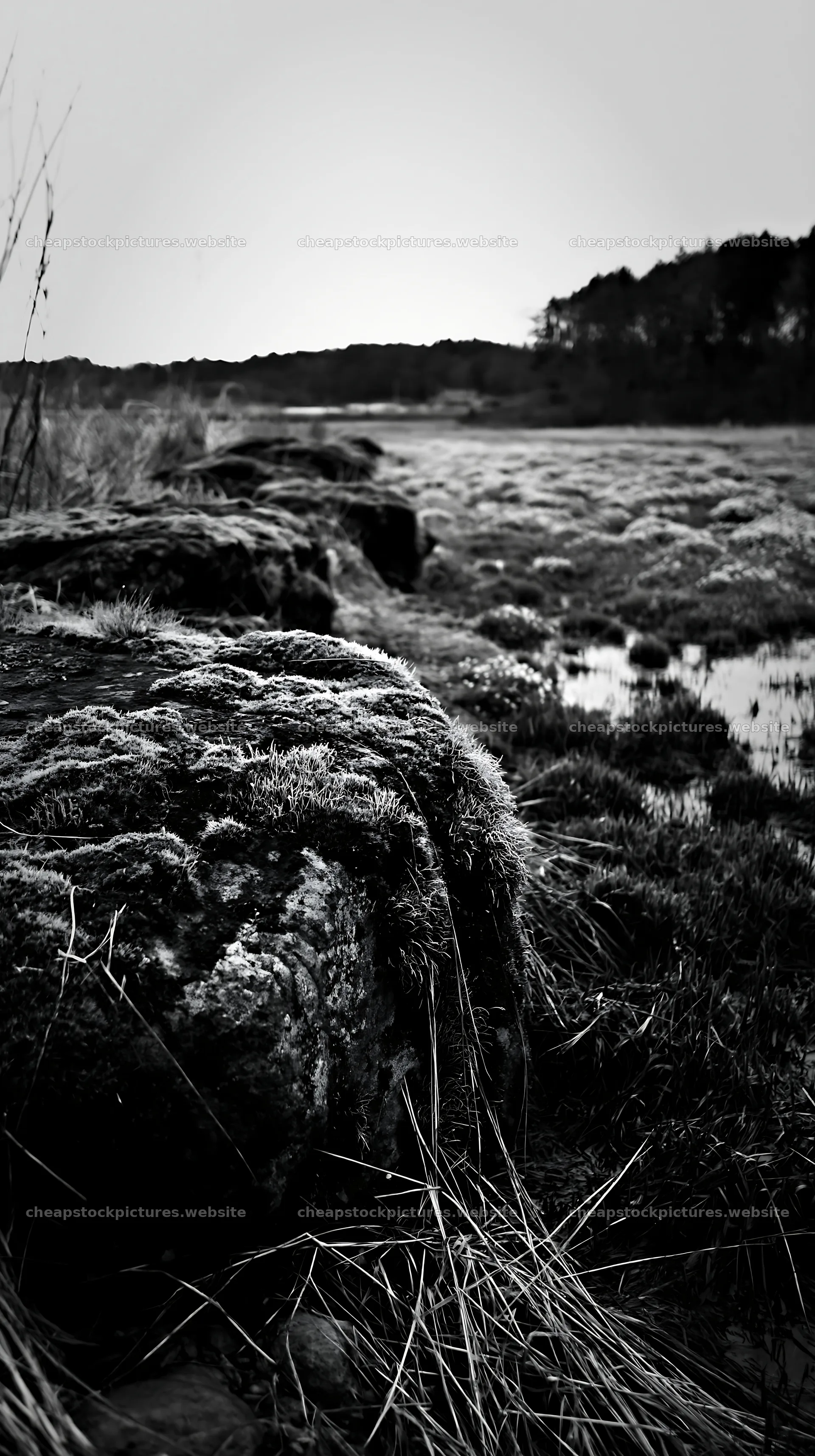Miyagi spring recovery meadow with mossy stones at dusk – stock pictures 5938x10608