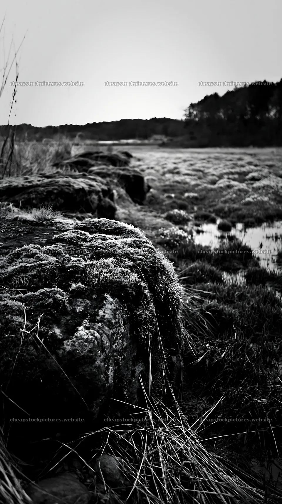 Miyagi spring recovery meadow with mossy stones at dusk – stock pictures 5938x10608