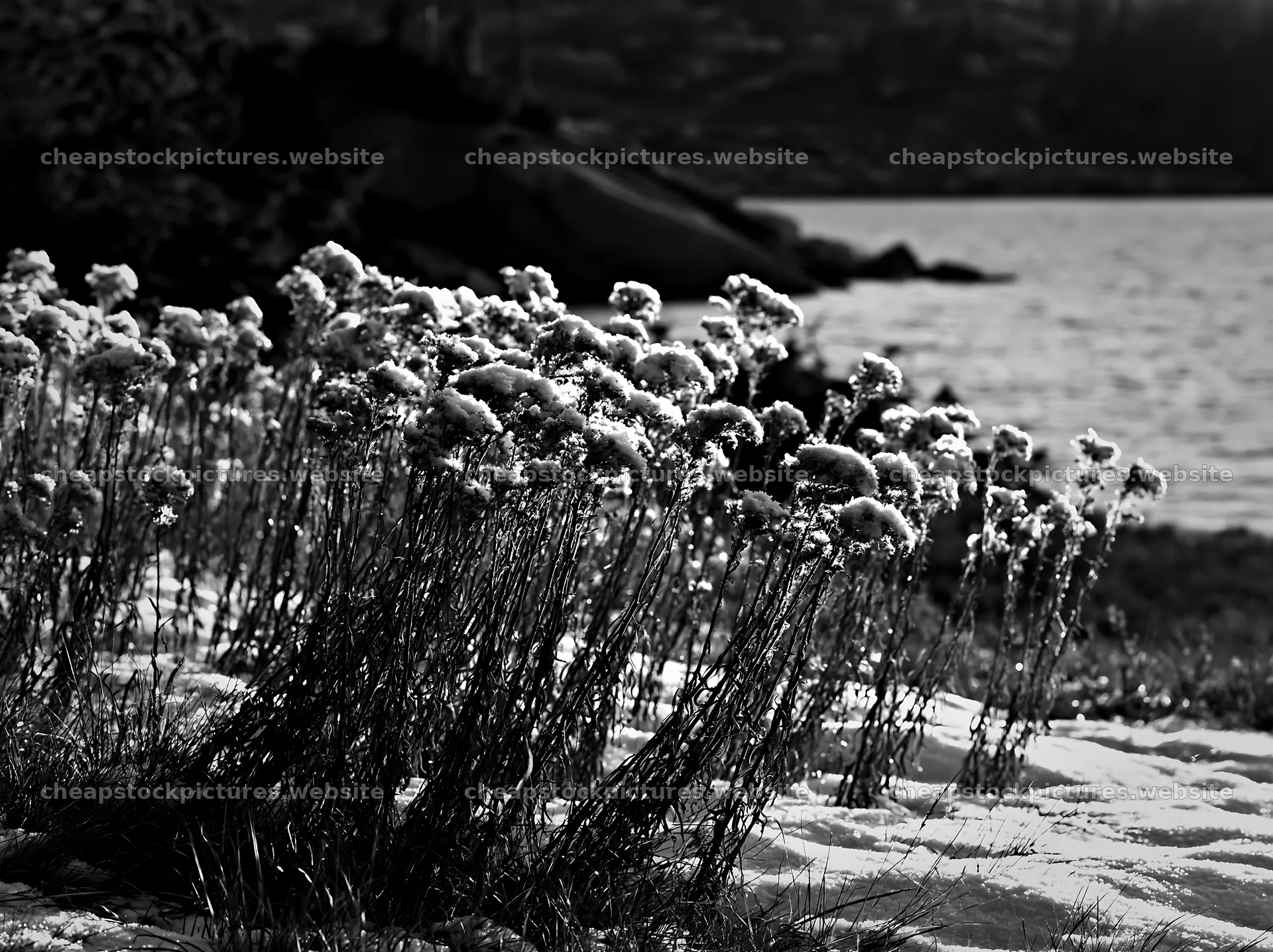 Lakeside meadow with snow-covered flowers in black and white – stock pictures 9174x6866