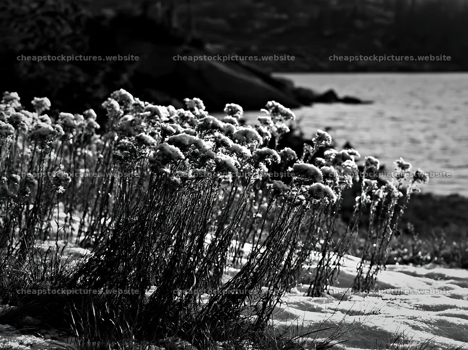 Lakeside meadow with snow-covered flowers in black and white – stock pictures 9174x6866