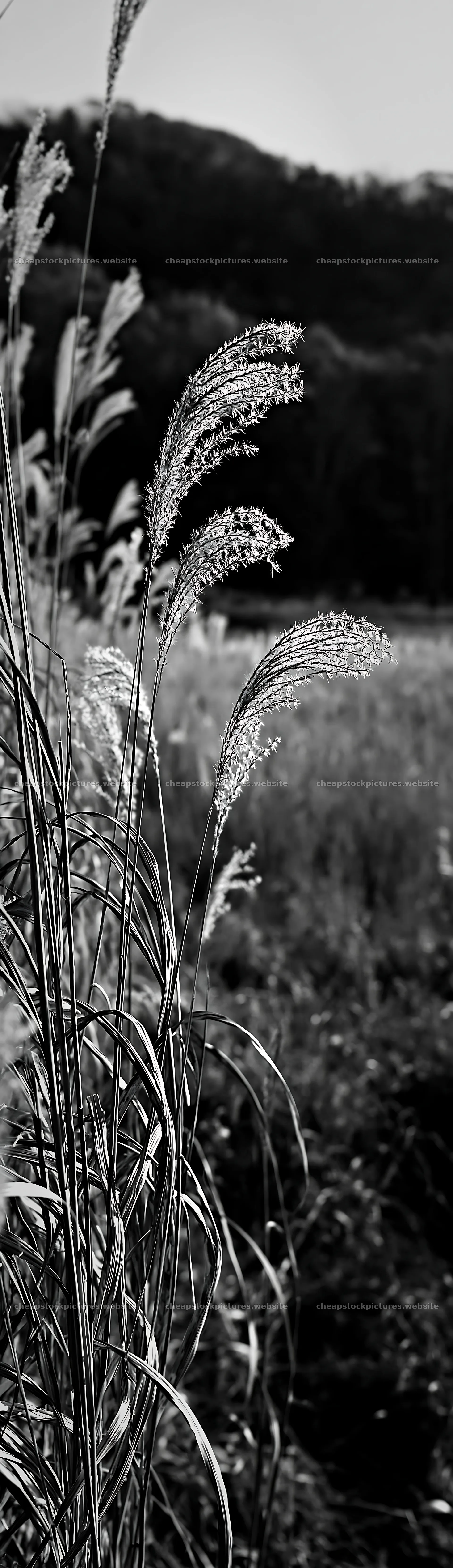 Aichi restored meadow autumn seedheads foreground – stock pictures 4268x14762