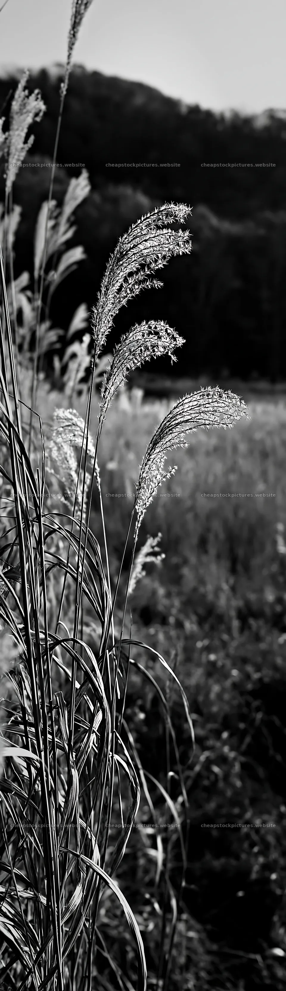 Aichi restored meadow autumn seedheads foreground – stock pictures 4268x14762