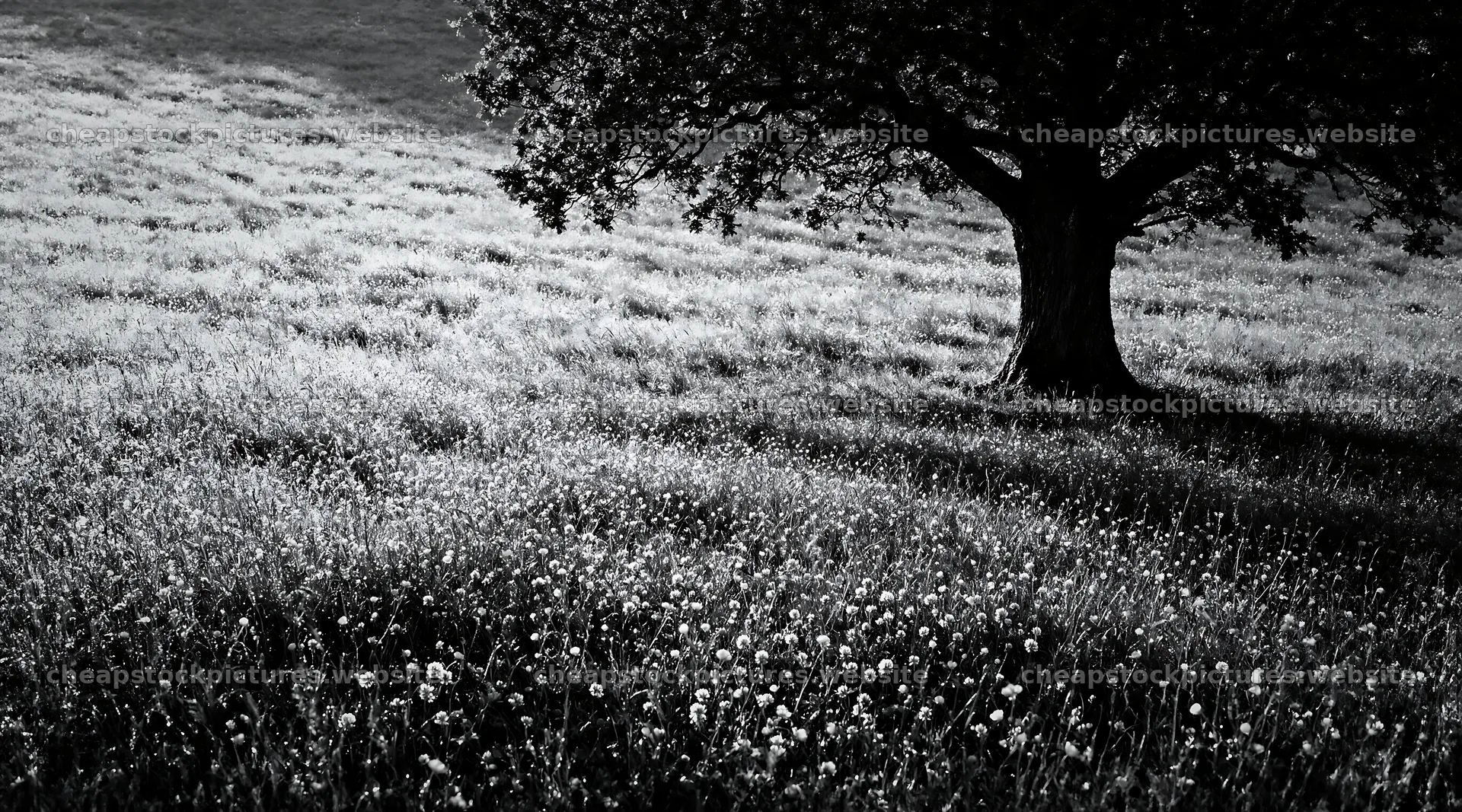 Dewy meadow with lone tree and wildflowers in morning light – stock pictures 10648x5916