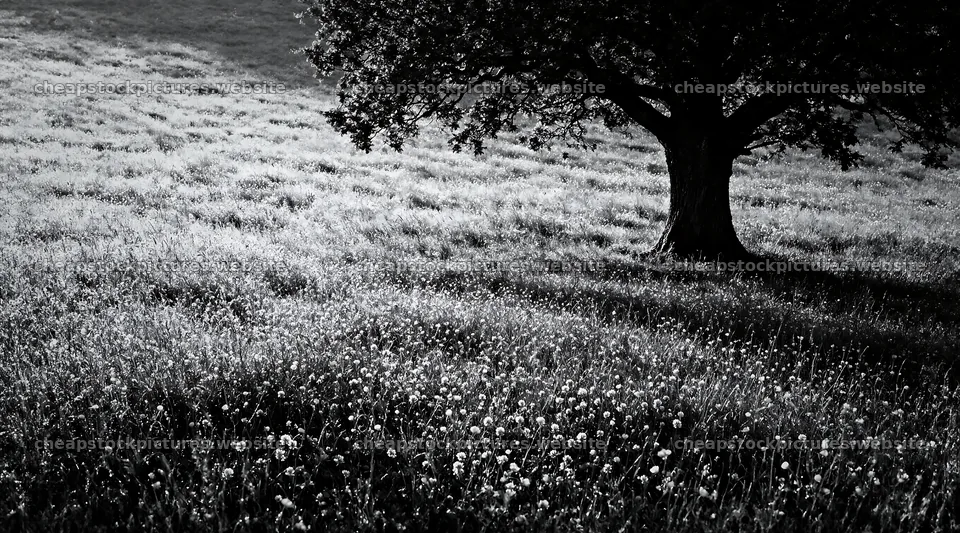 Dewy meadow with lone tree and wildflowers in morning light – stock pictures 10648x5916