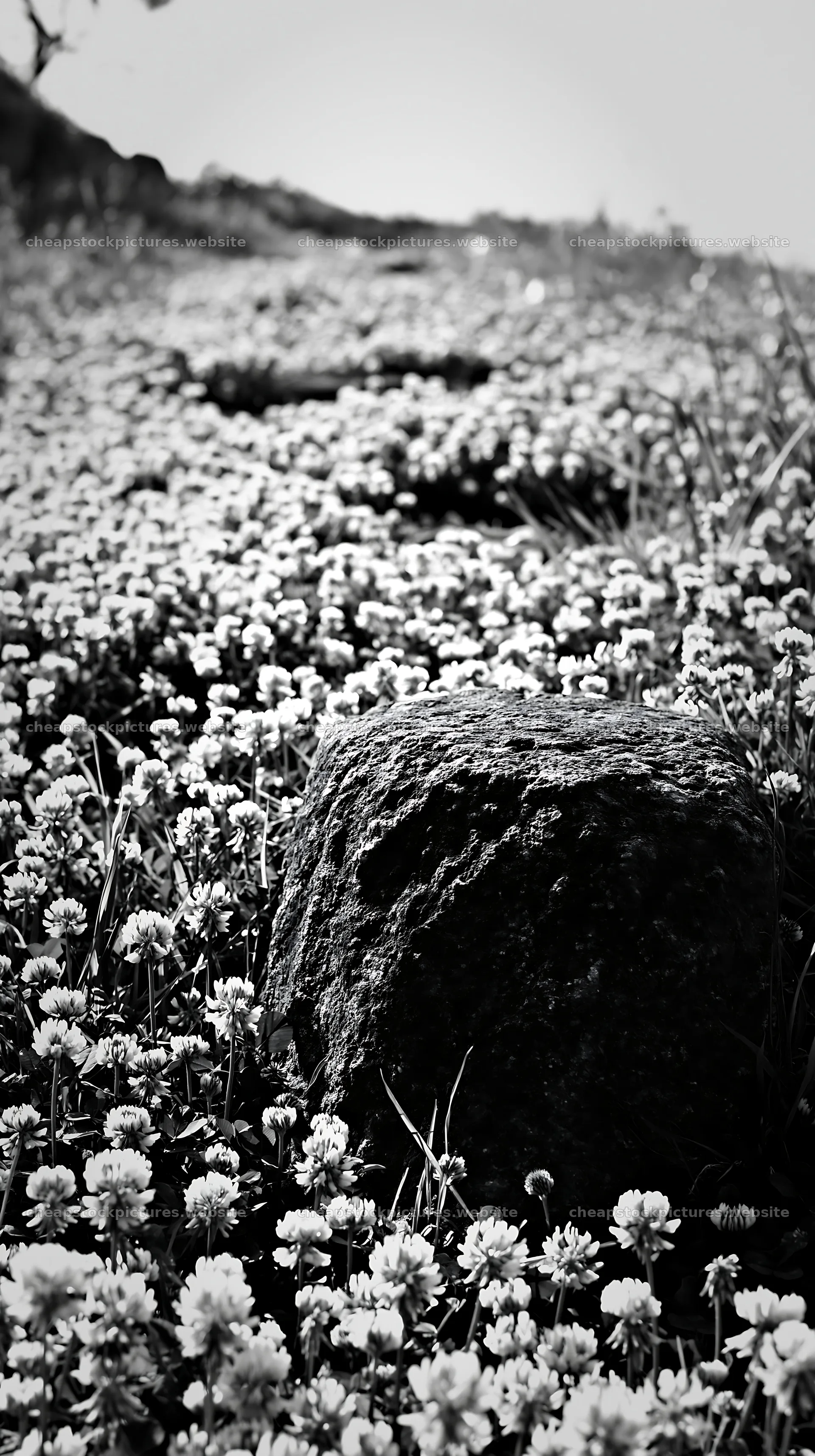 Kyoto spring wildflower meadow stone foreground – stock pictures 5938x10608