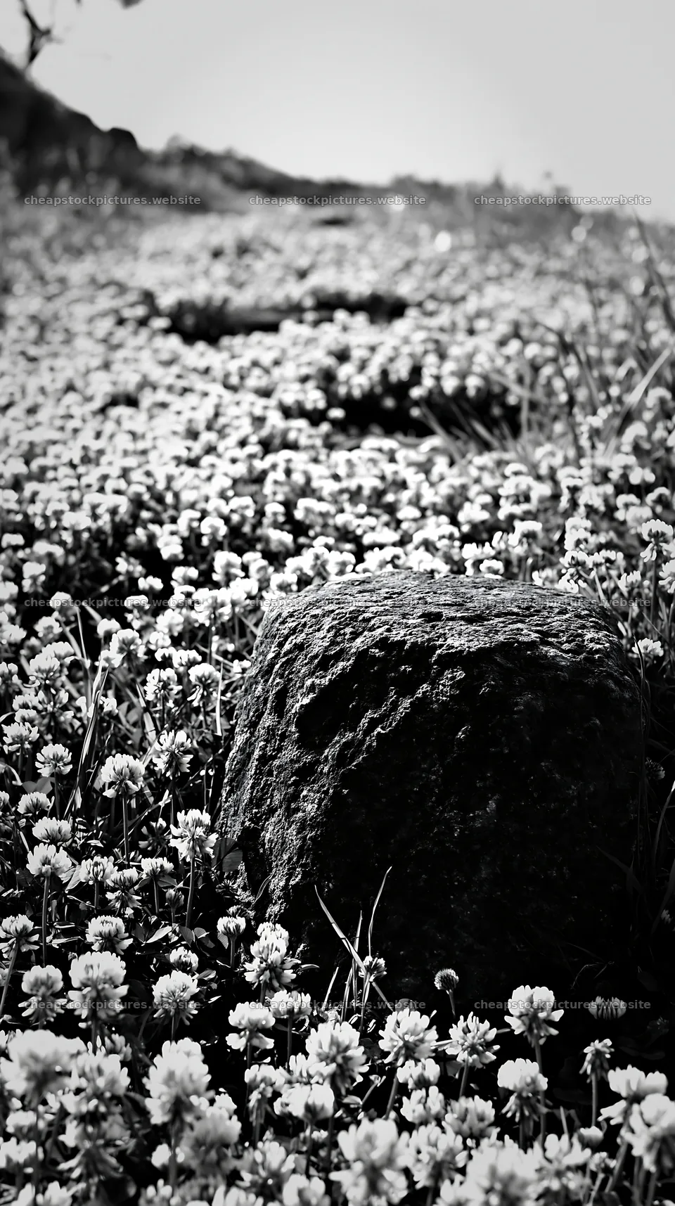 Kyoto spring wildflower meadow stone foreground – stock pictures 5938x10608