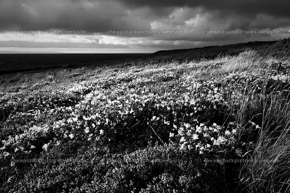 Colorful aster meadow under a cloudy sky near the coast – stock pictures 9722x6480