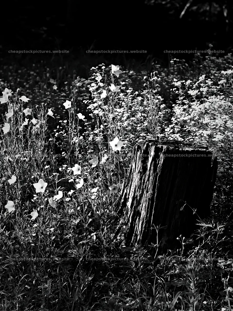 Fukushima native meadow with weathered stump – stock pictures 6866x9174
