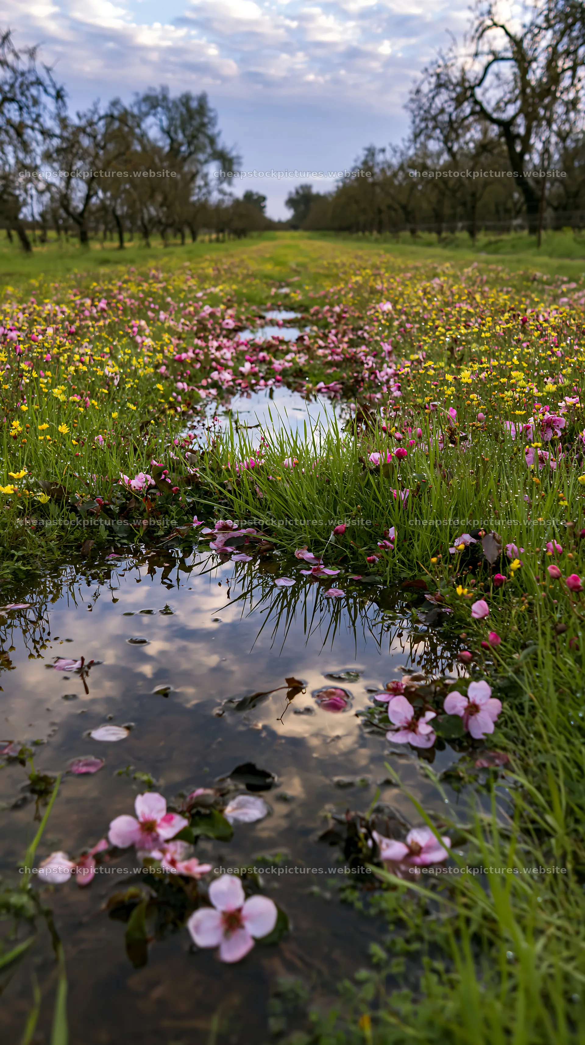 Blooming flowers near water in a lakeside orchard meadow – stock pictures 5938x10608